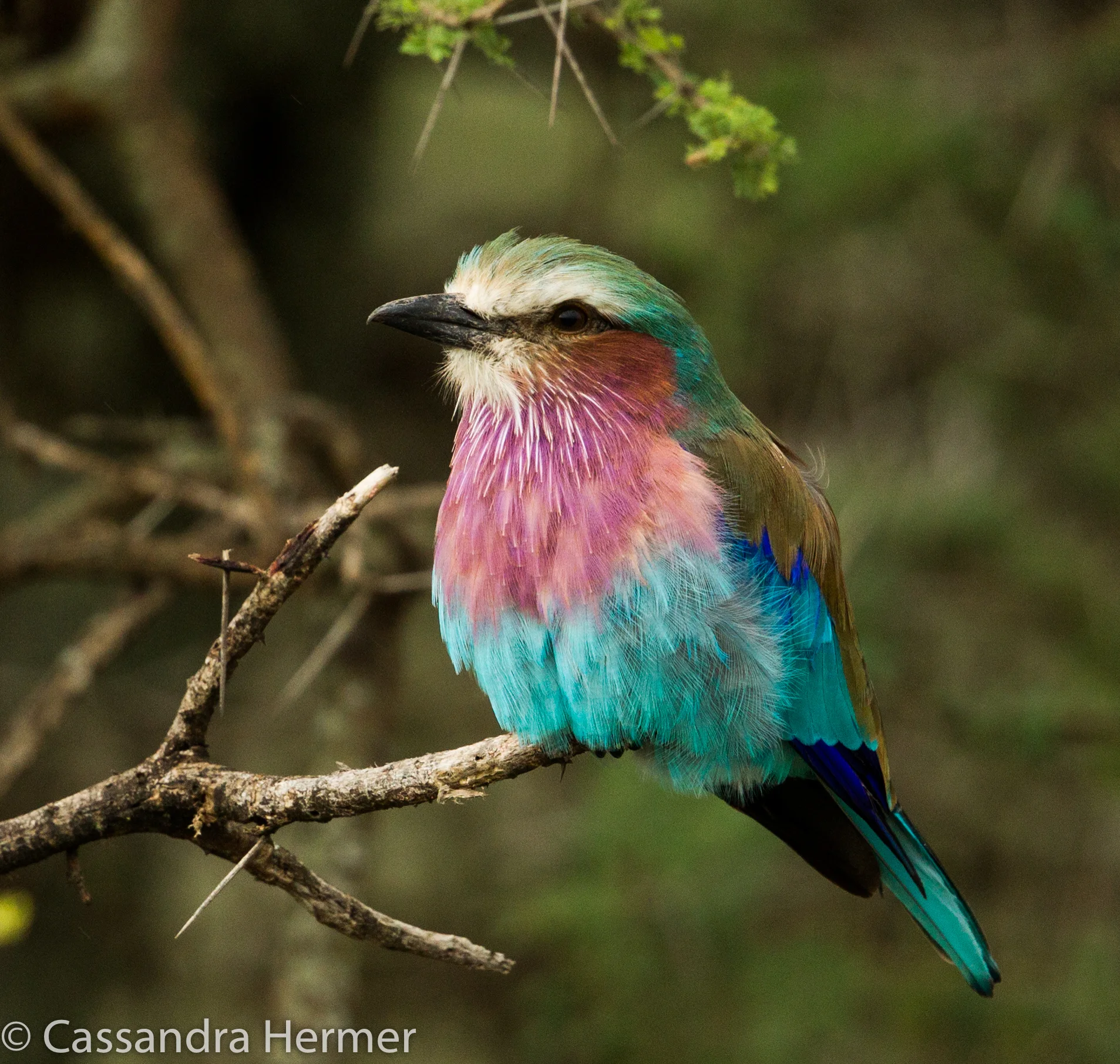  Lilac-breasted Roller, one of my very favorite birds in Africa. 