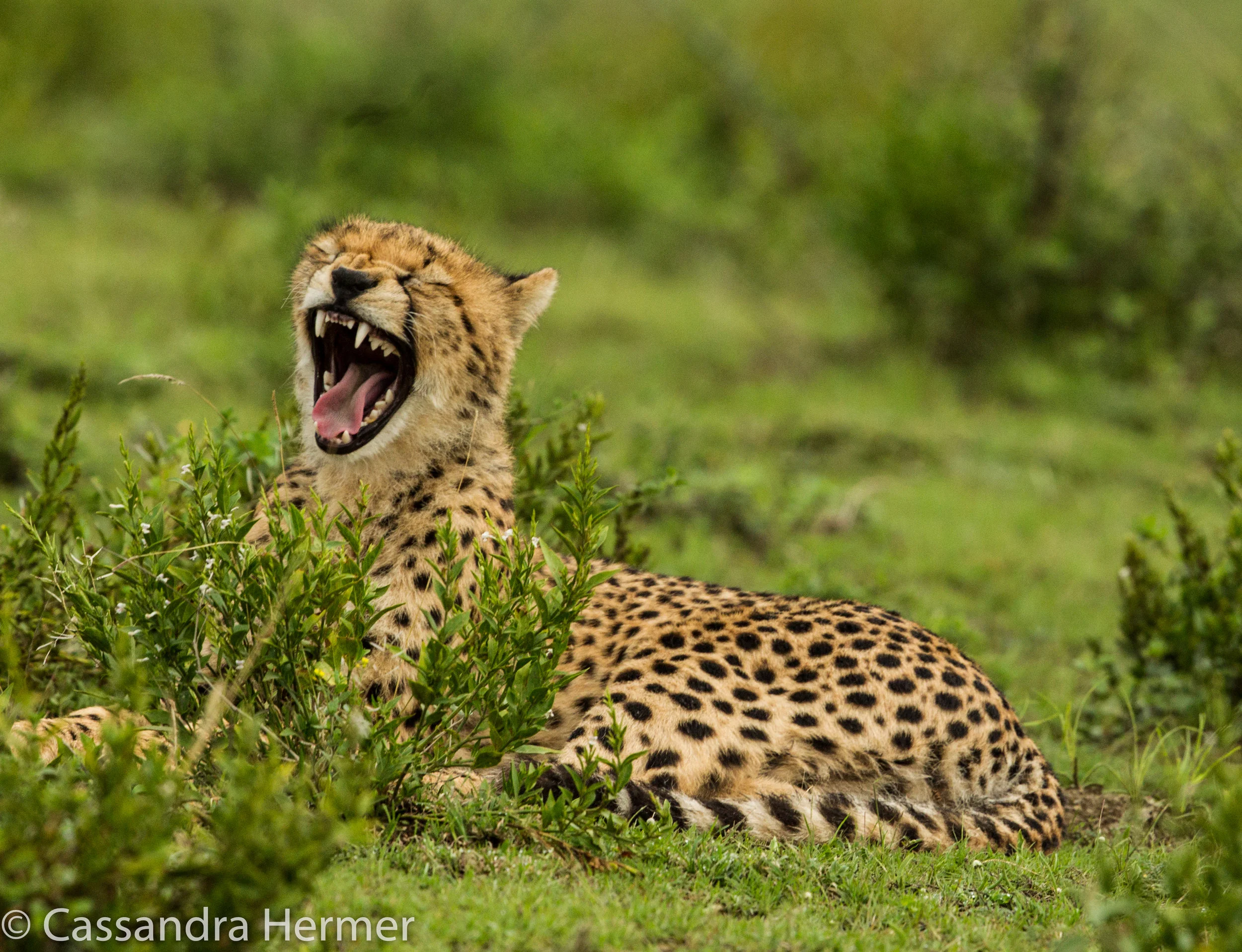  A juvenile Cheetah 
