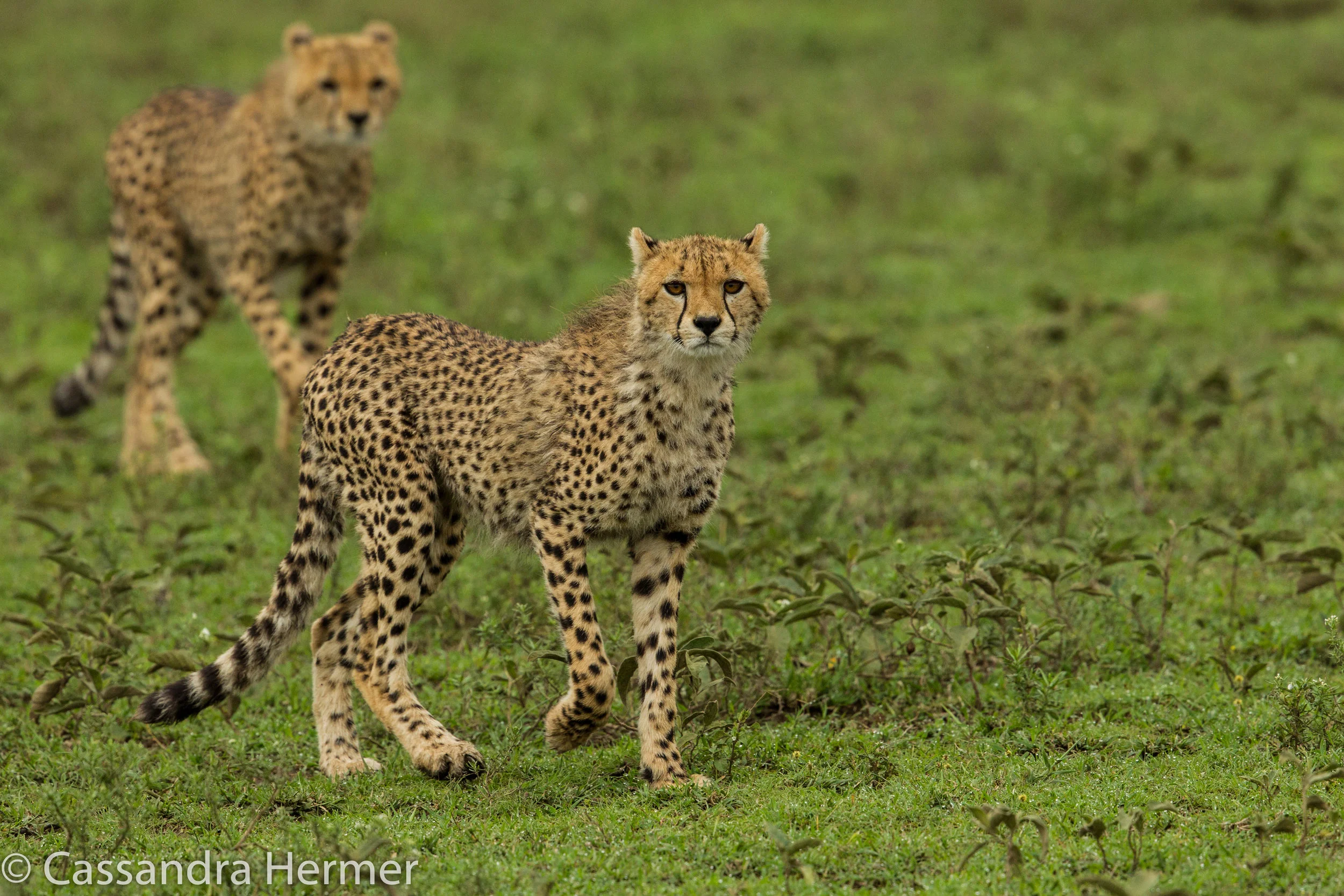  Two juvenile cheetahs.&nbsp; 