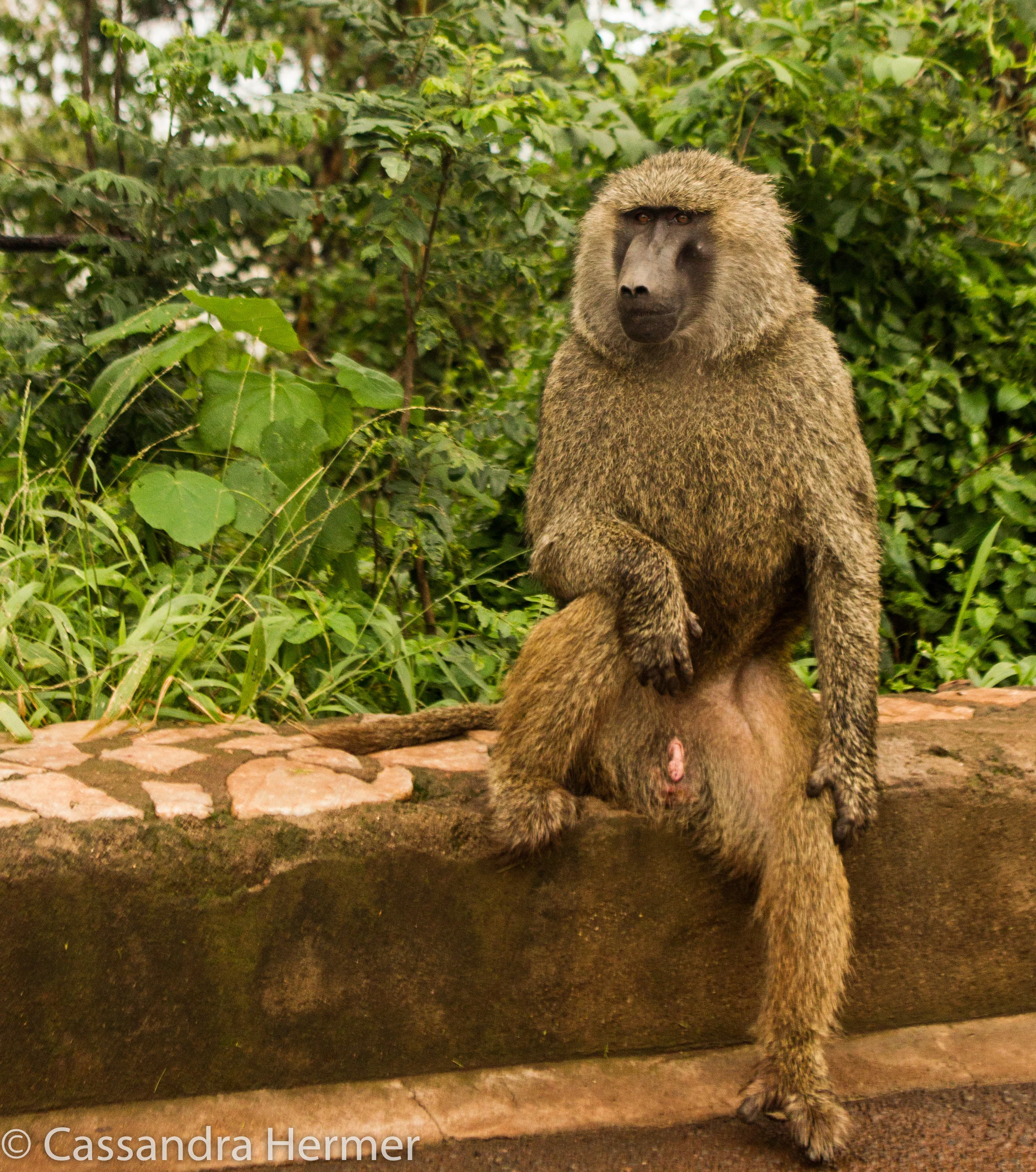  Olive Baboon. He is the species we were offered &nbsp;to eat &nbsp;at the Hadazbe &nbsp;village. You also might recognize his fur. That's what the village men were wearing on their bodies. 