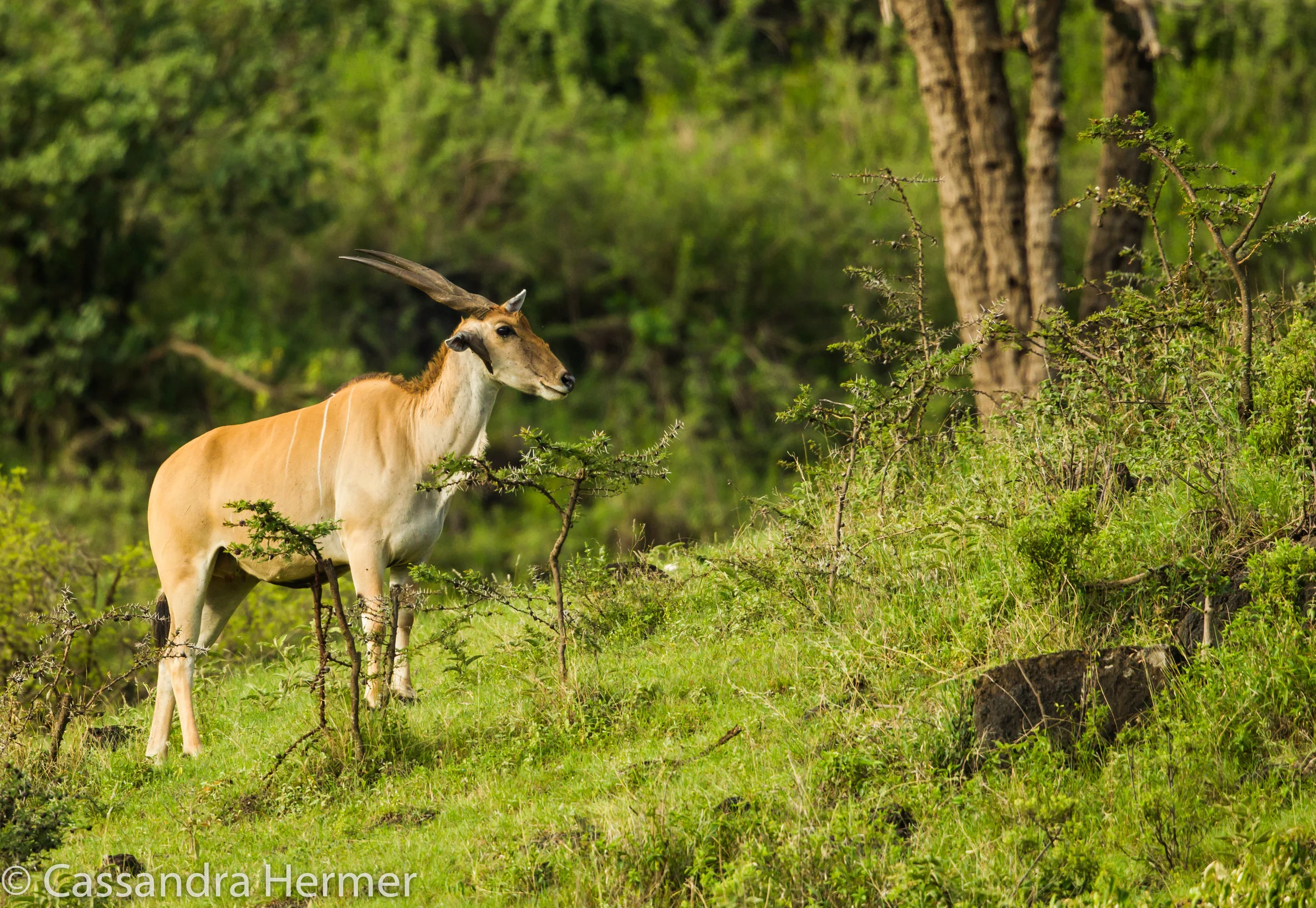  Common Eland 