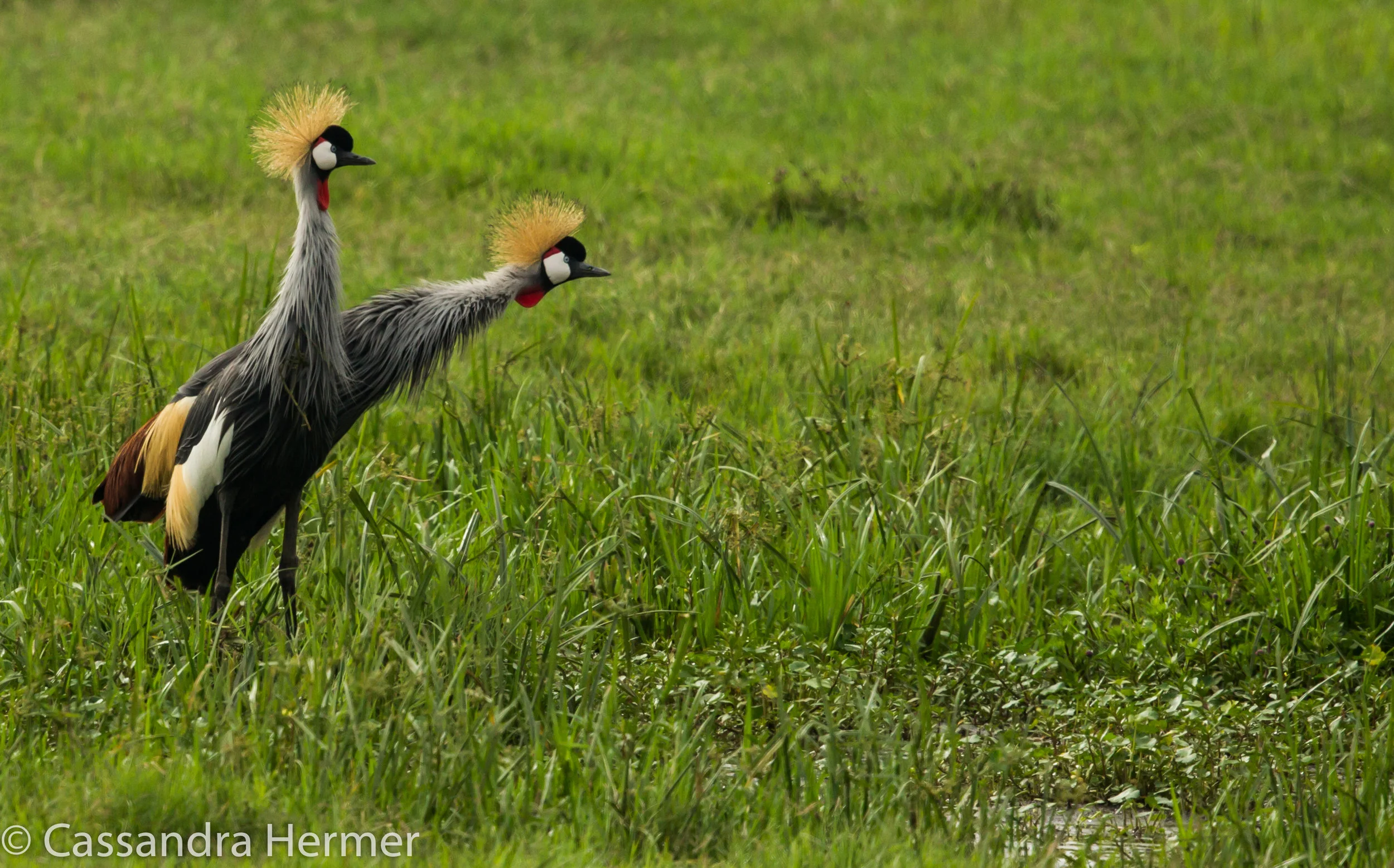  Grey Crowned Crane 
