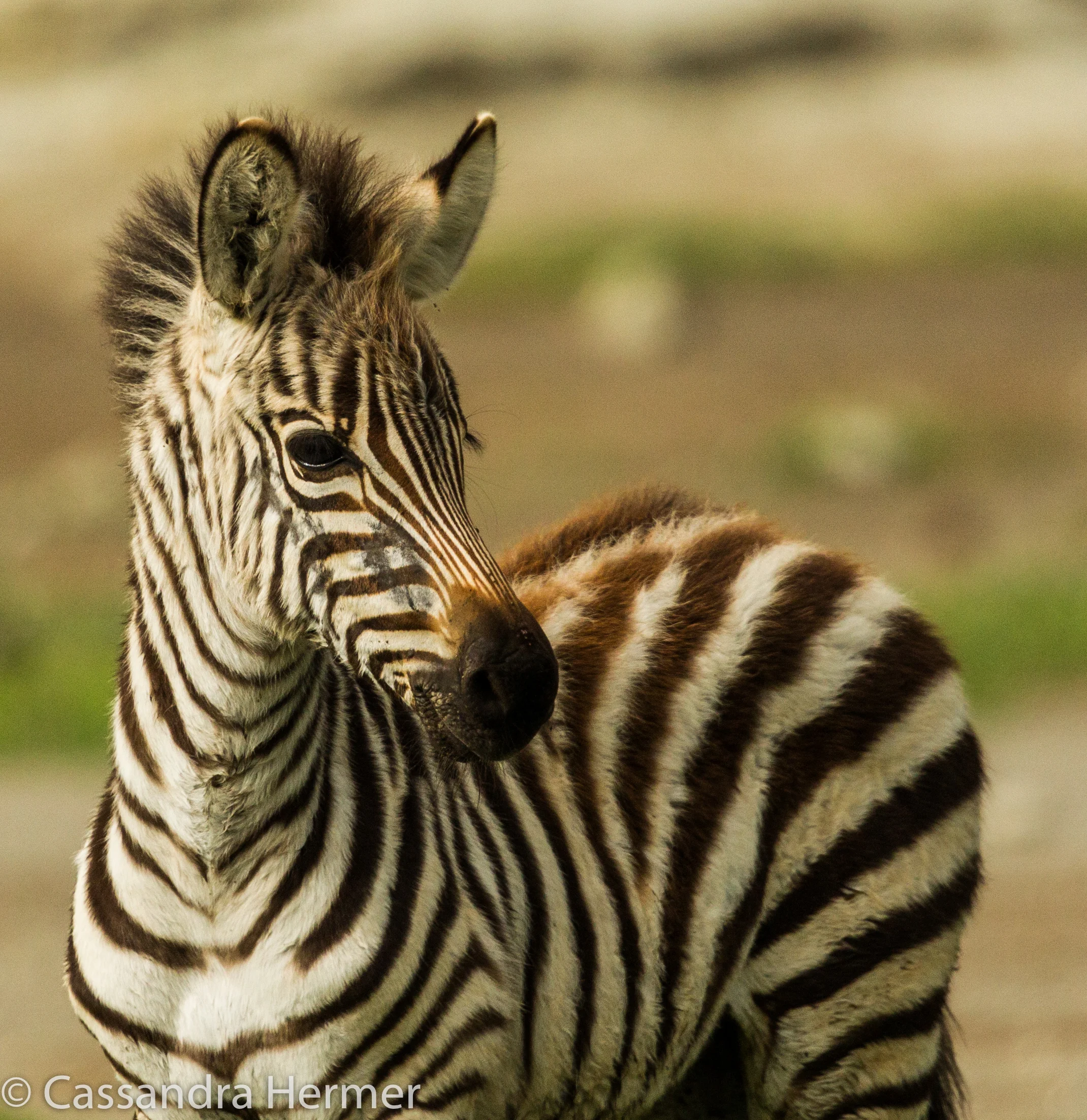  Plains Zebra, Juvenile&nbsp; 