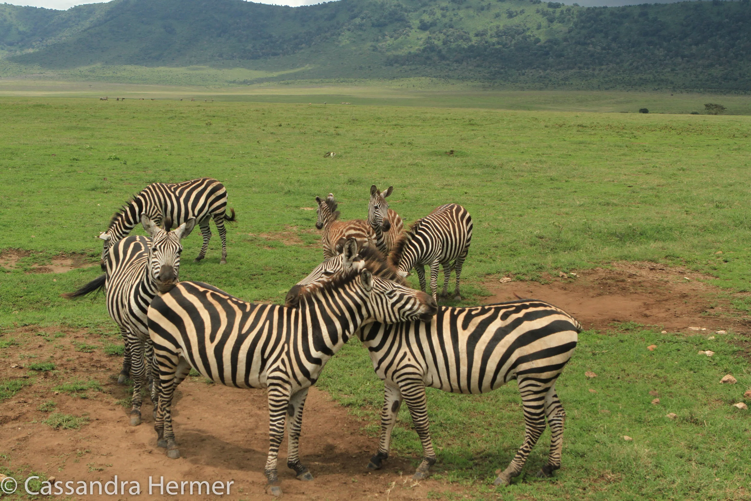  Plains Zebra 