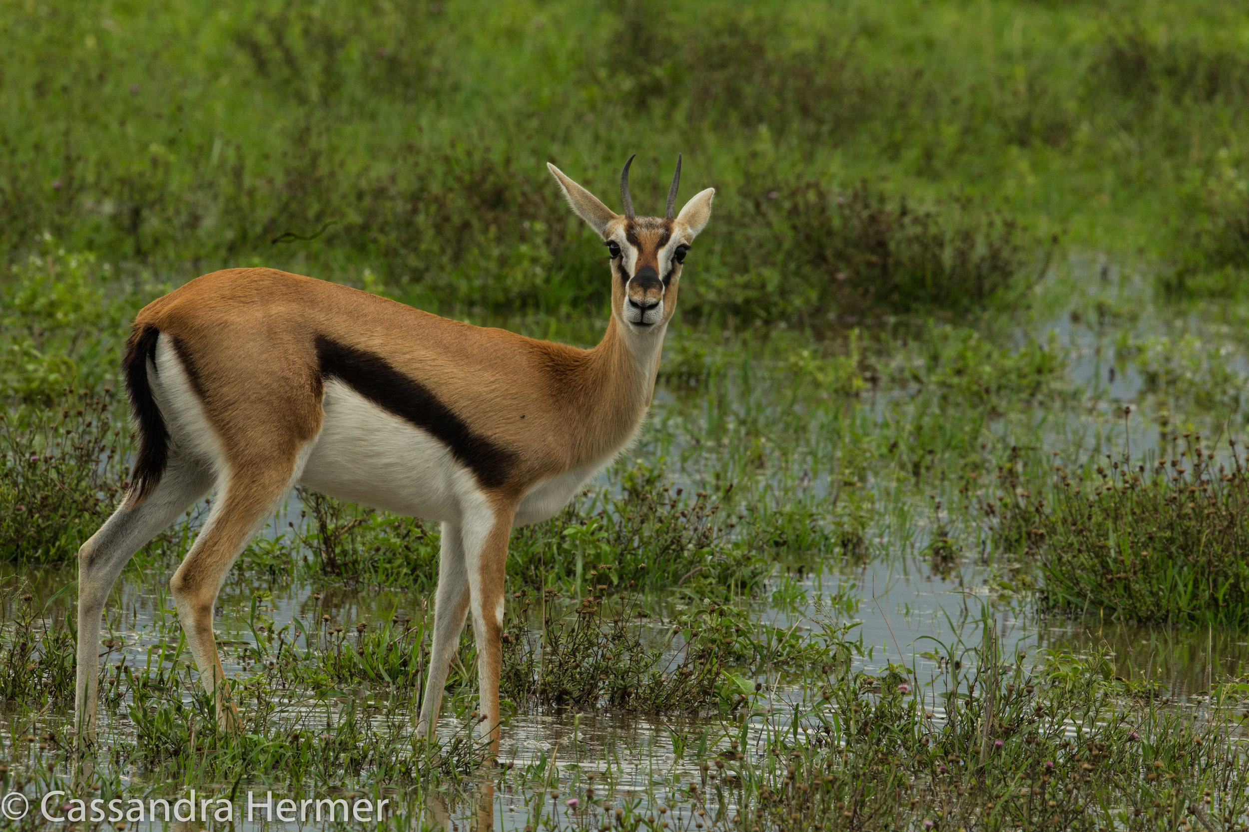  Thomson's Gazelle 