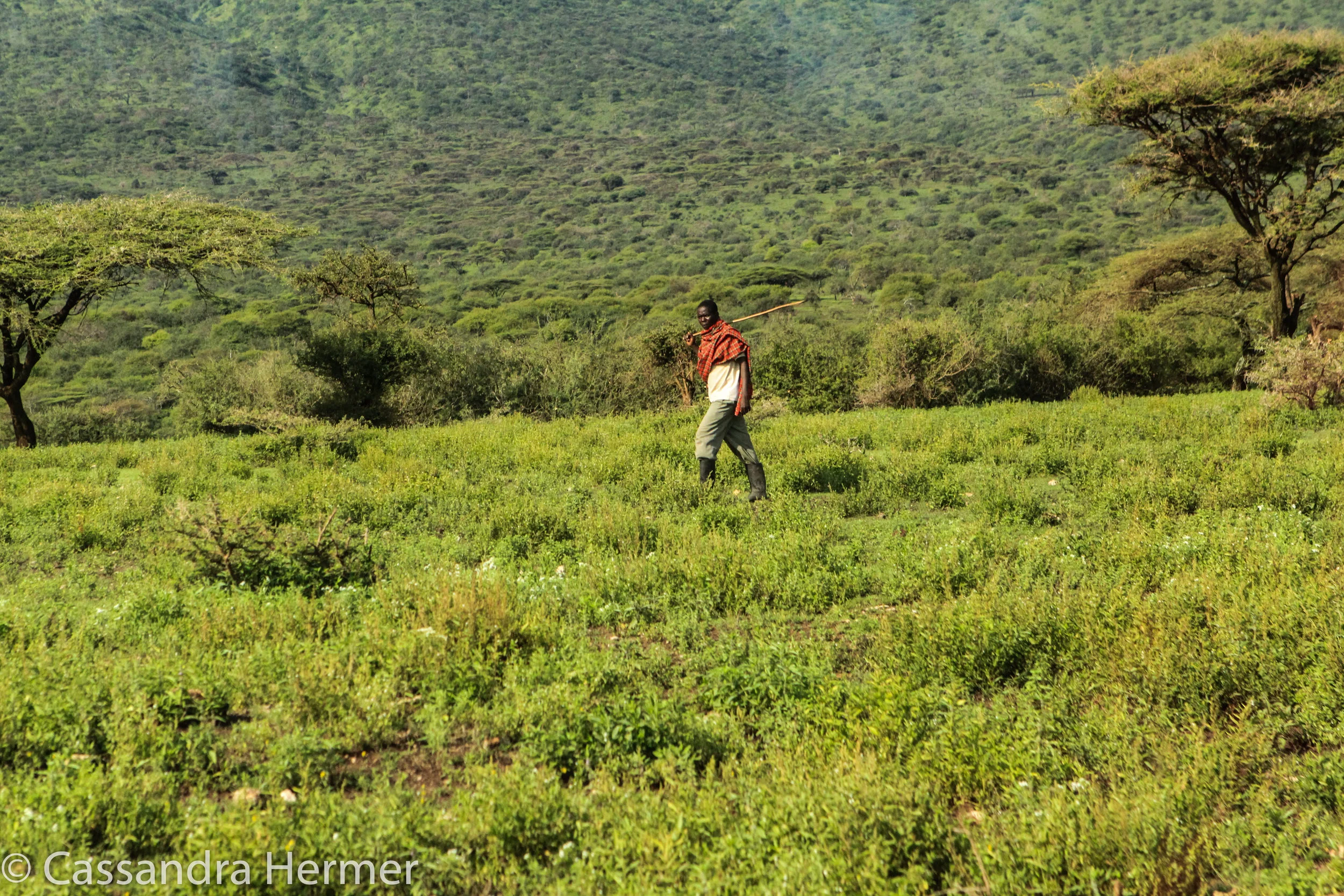  Ngorongoro Crater, Maasi Warrior 