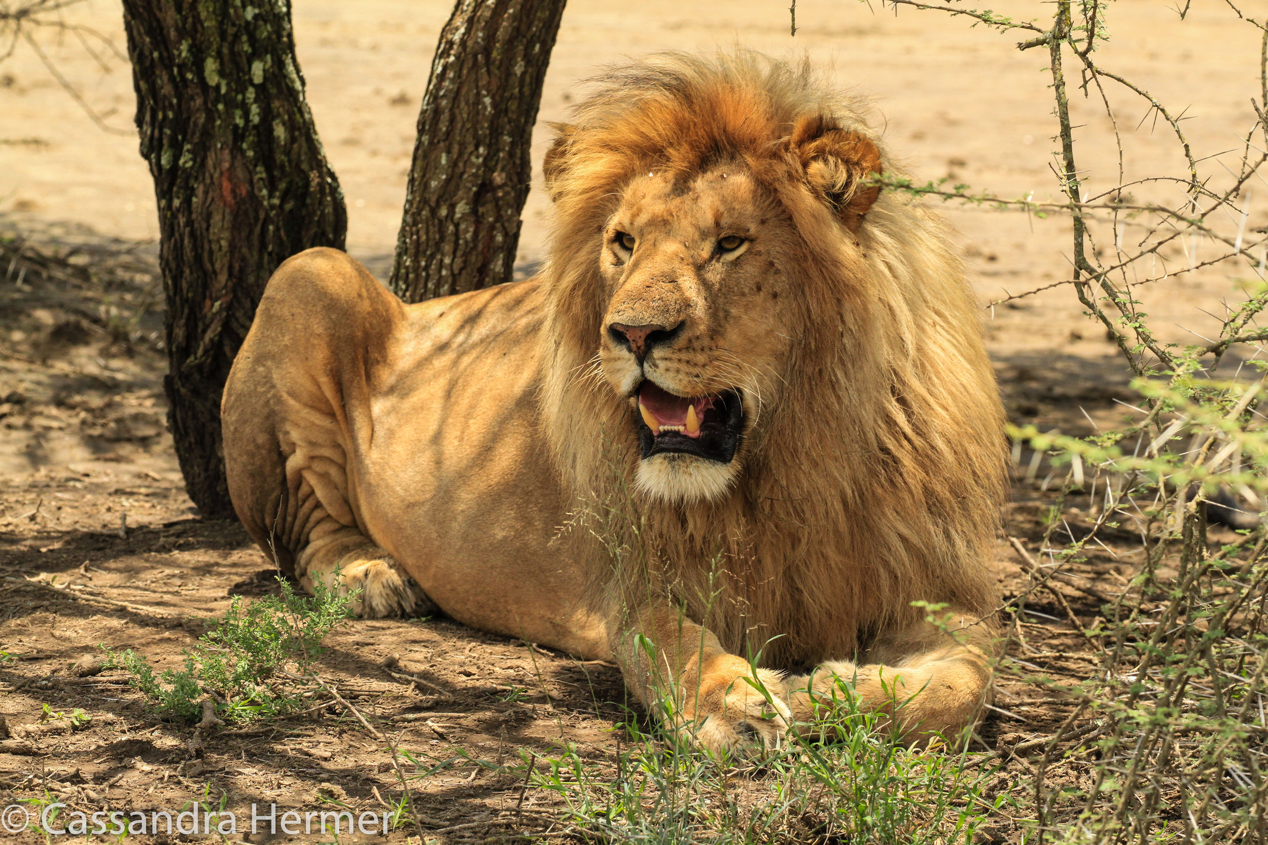  African Lion 