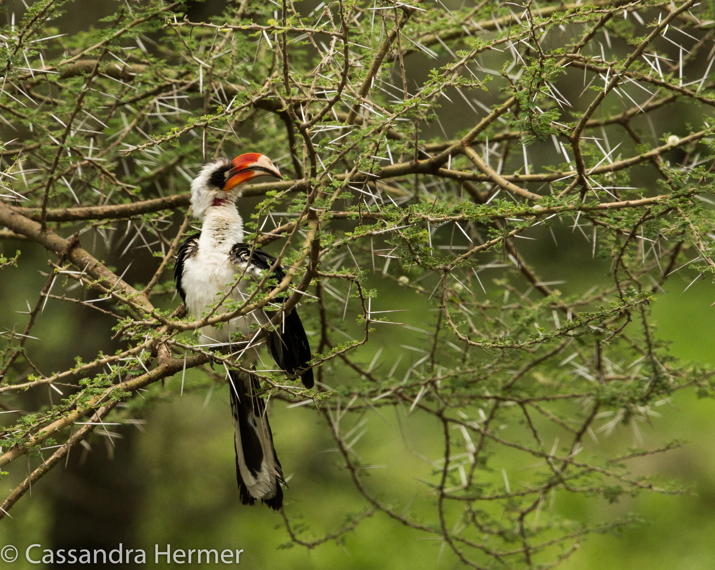  Van Der Decker's Hornbill 
