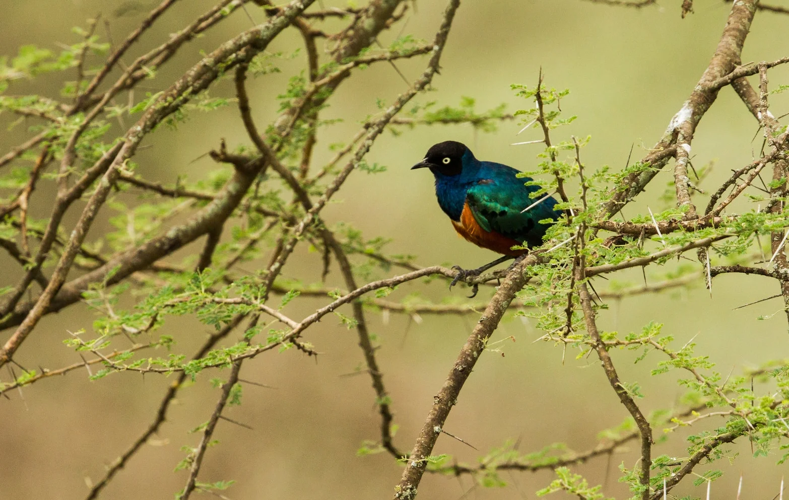  Superb Starling 