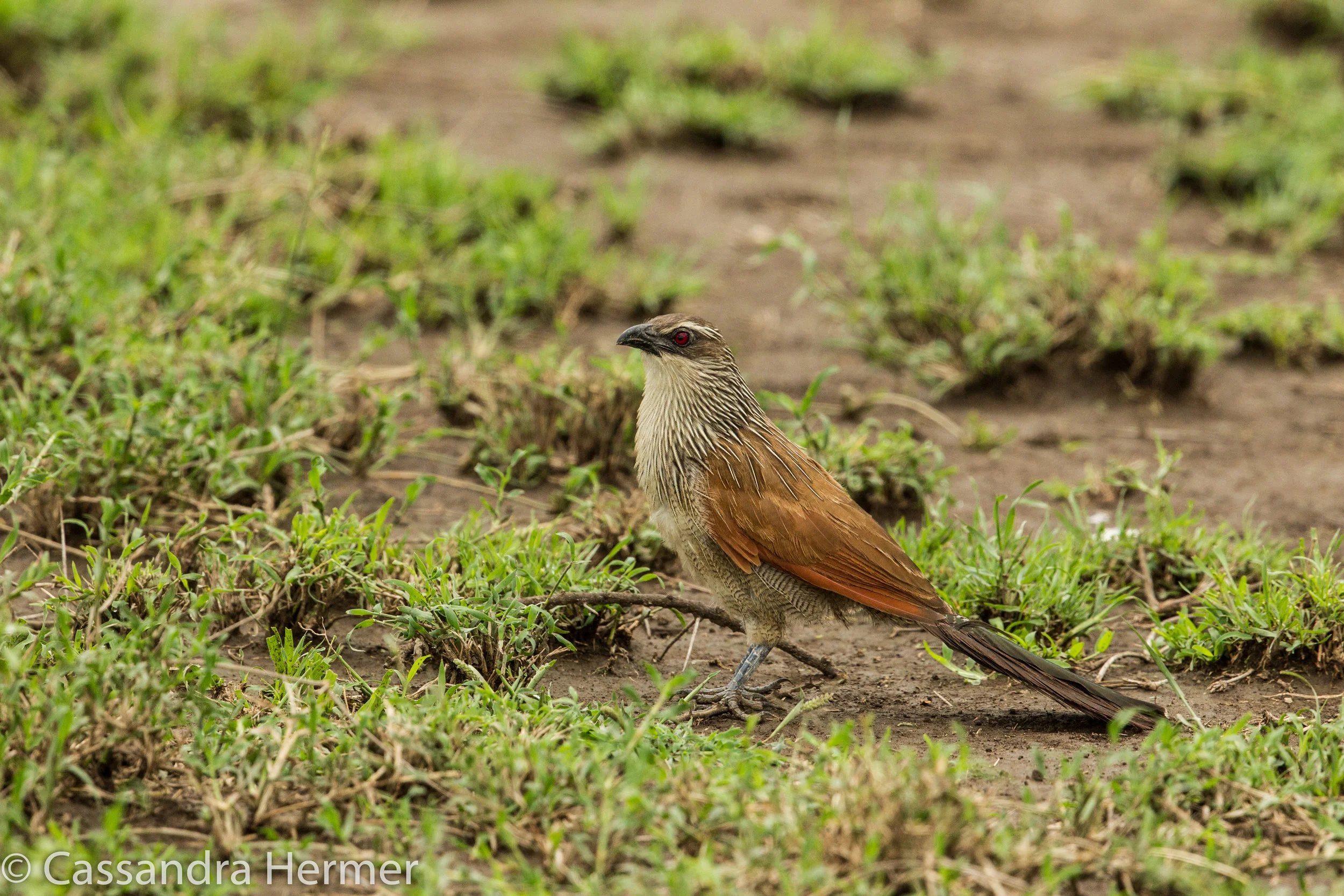  White-browed Coucal 