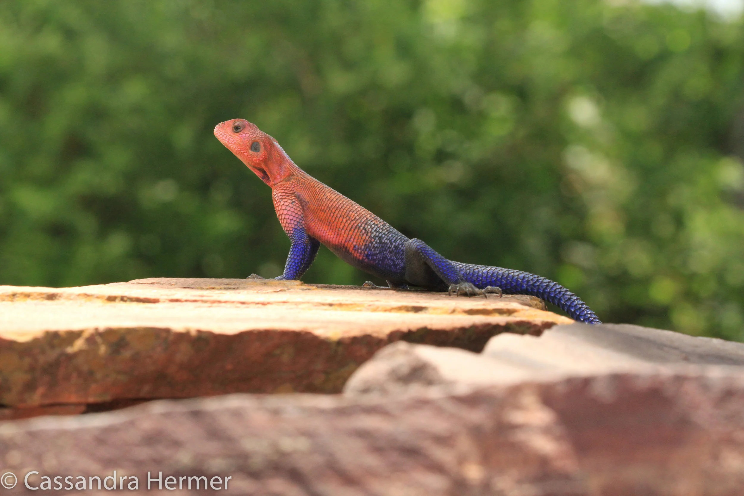  Rock Agama Lizard 