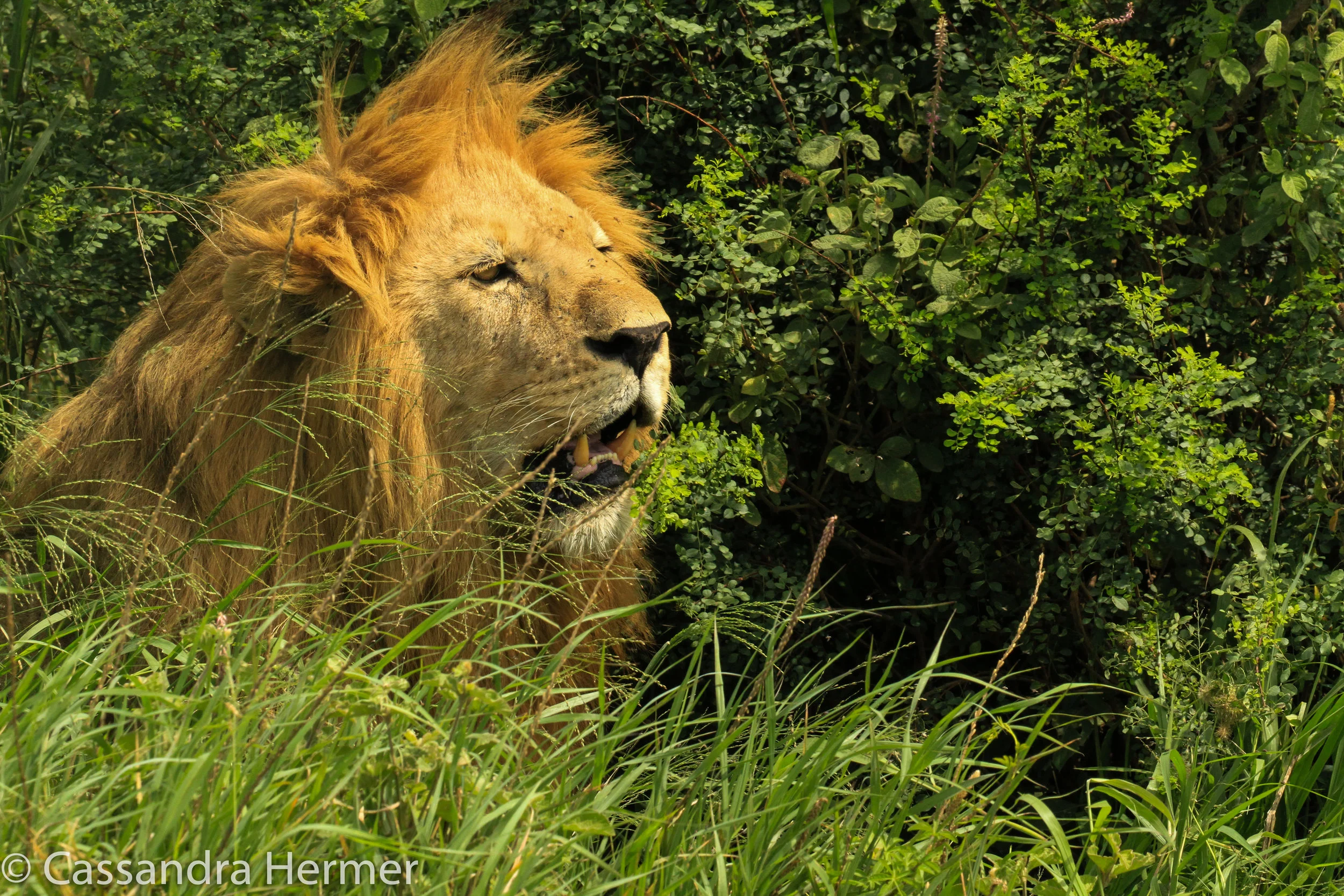  African Lion ( feet away from our jeep) 
