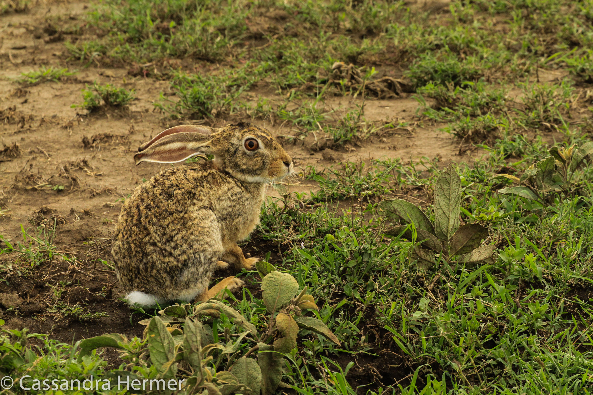  Cape Hare 