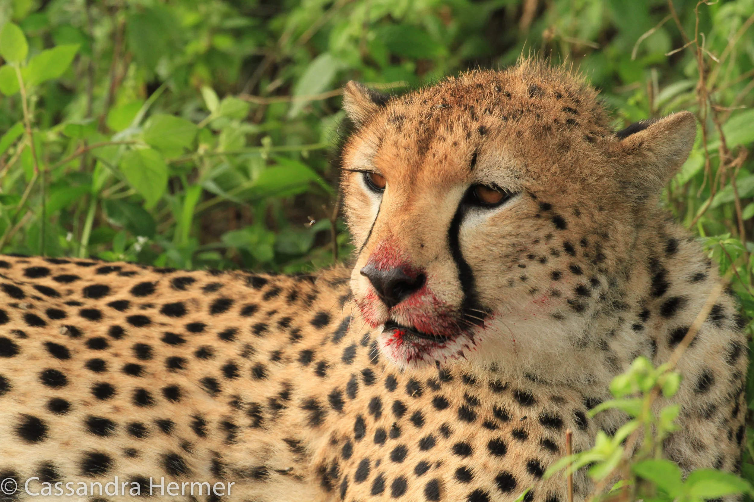  Cheetah eating his fresh kill of a wildebeest. 