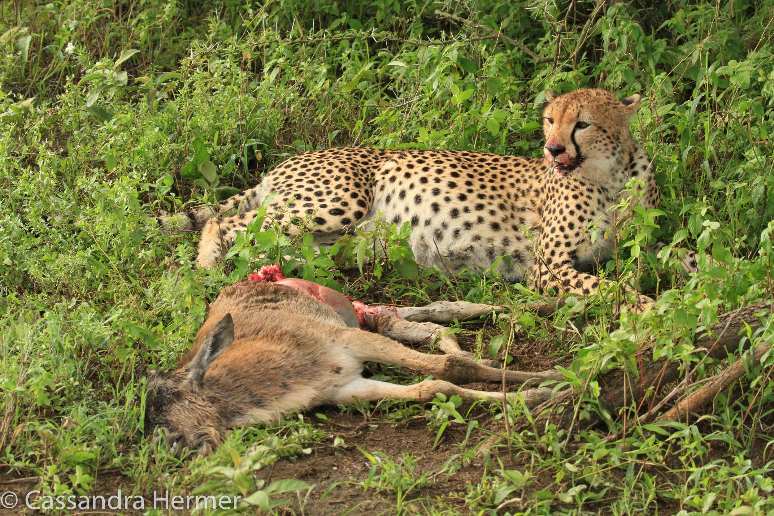  Cheetah &nbsp;eating a young Wildebeest. 