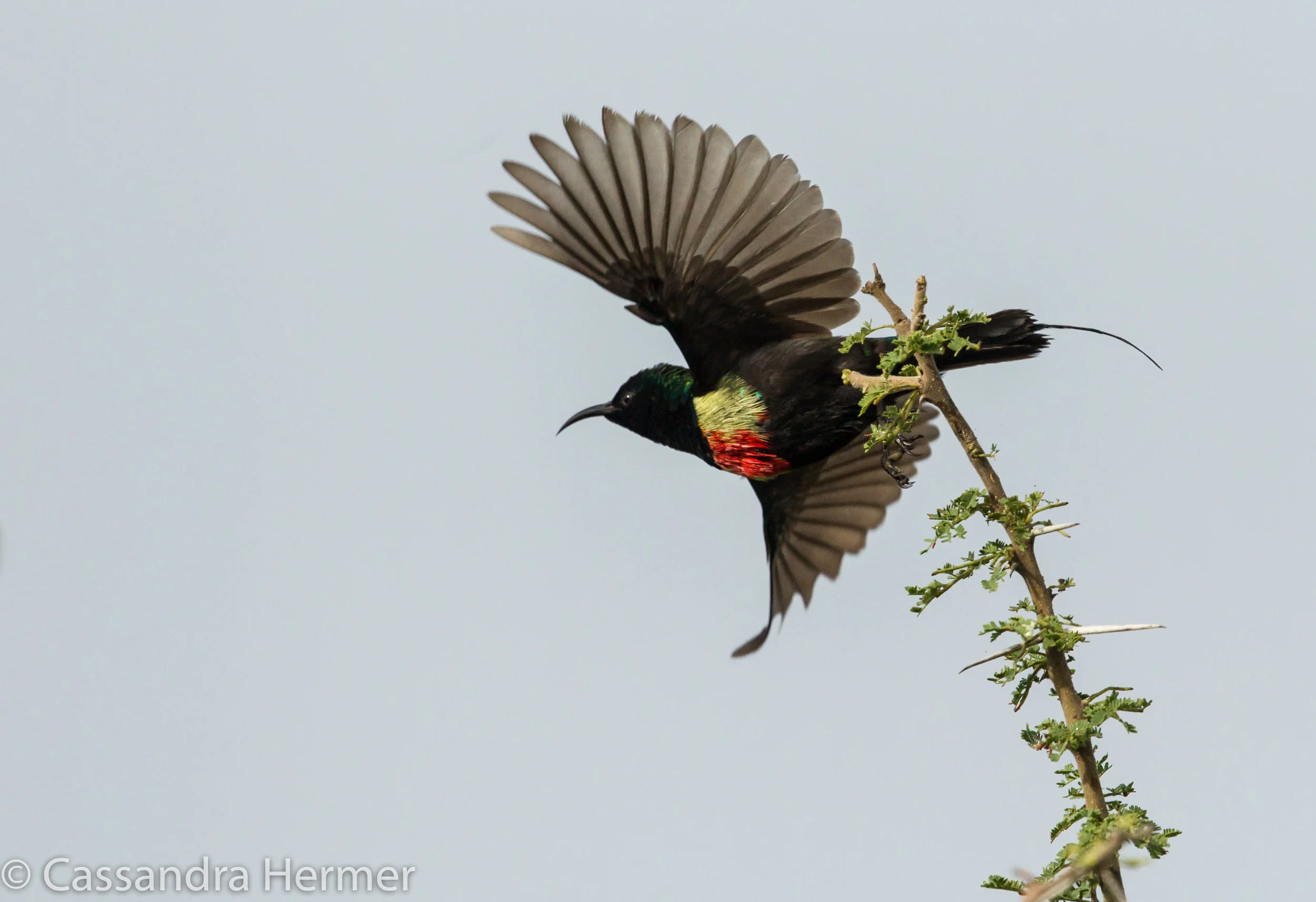  Beautiful Sunbird 