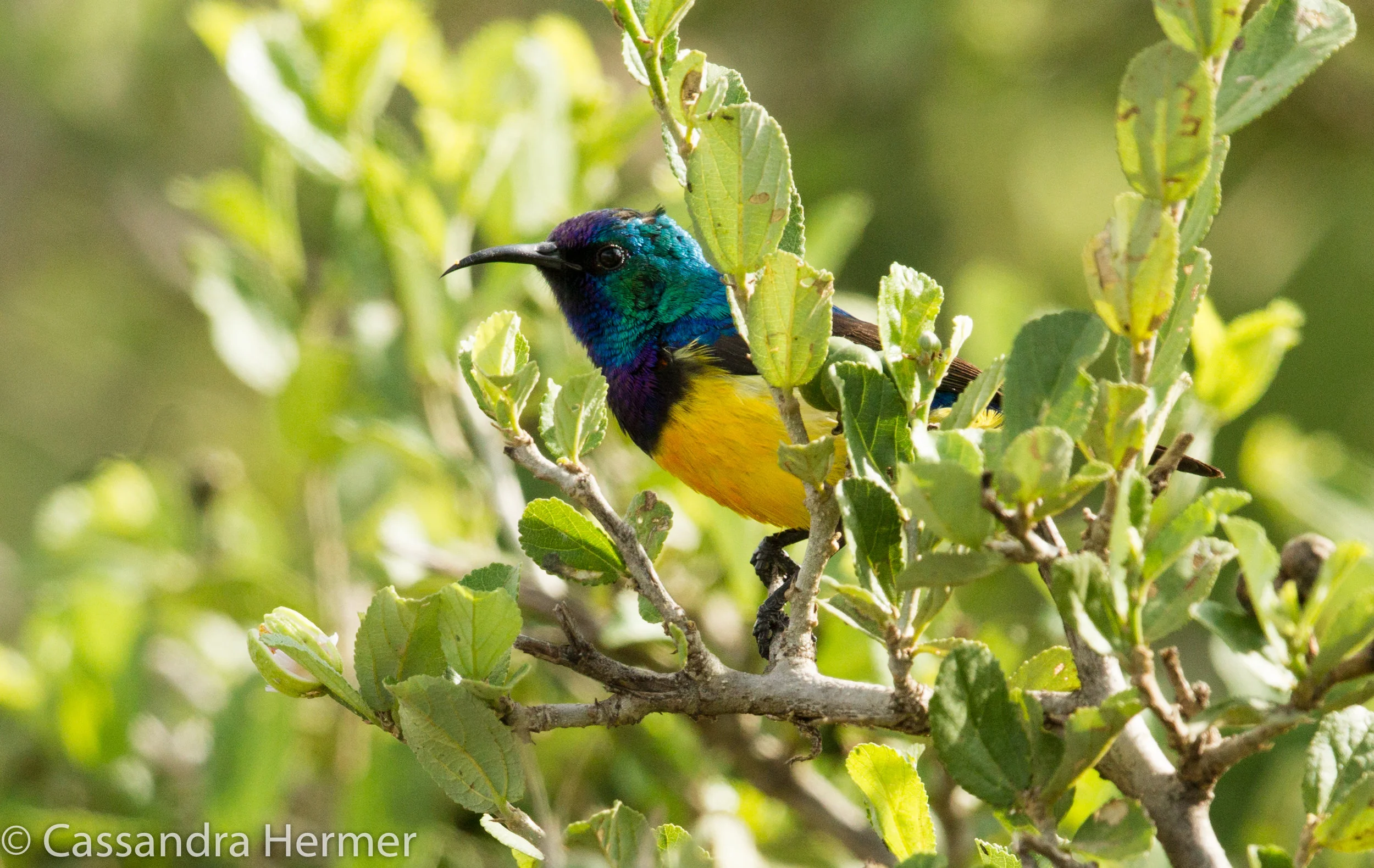  Variable Sunbird 