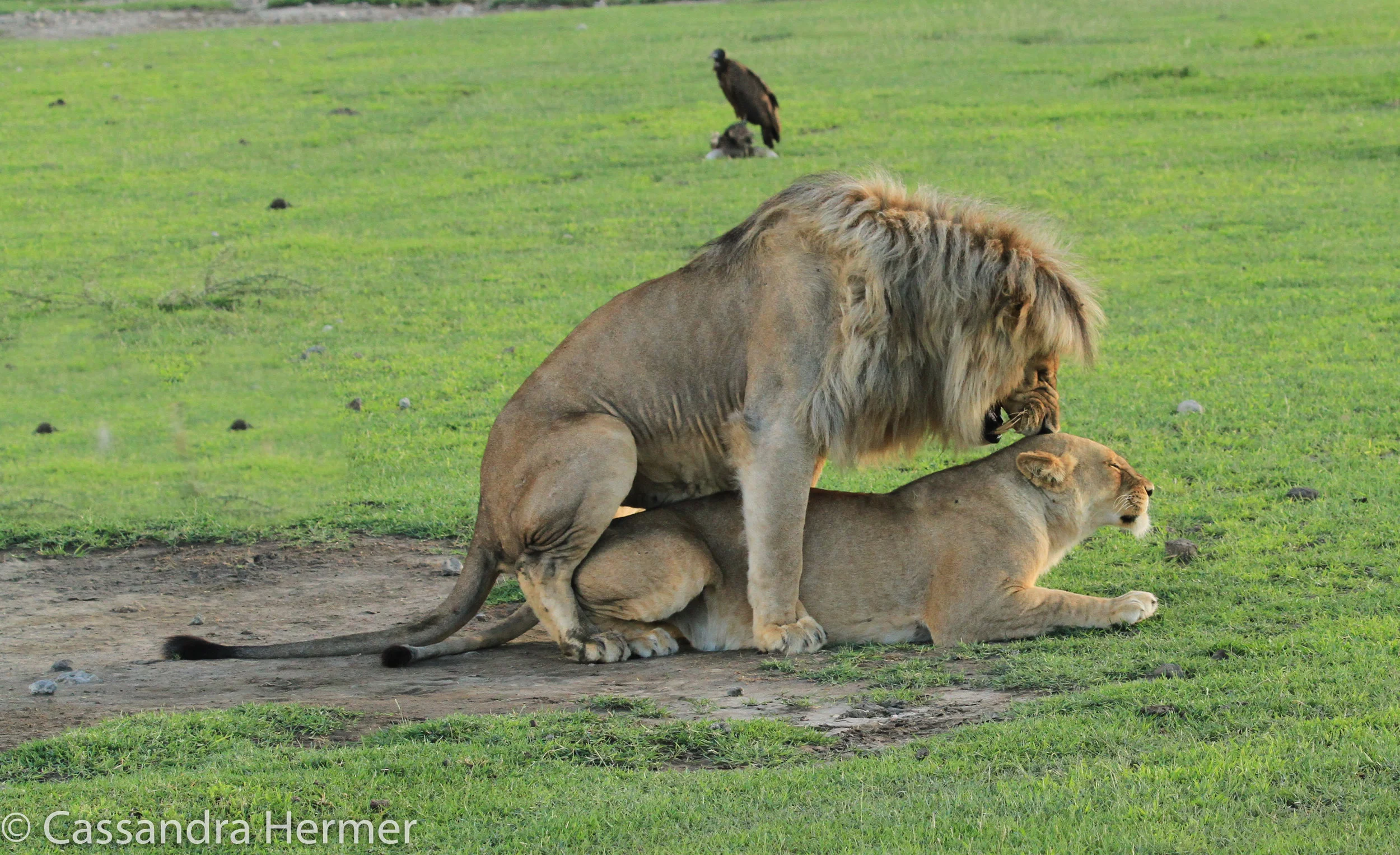  African lions mating. They mate frequently for several days ,without eating or drinking. Mating takes seconds each time. 