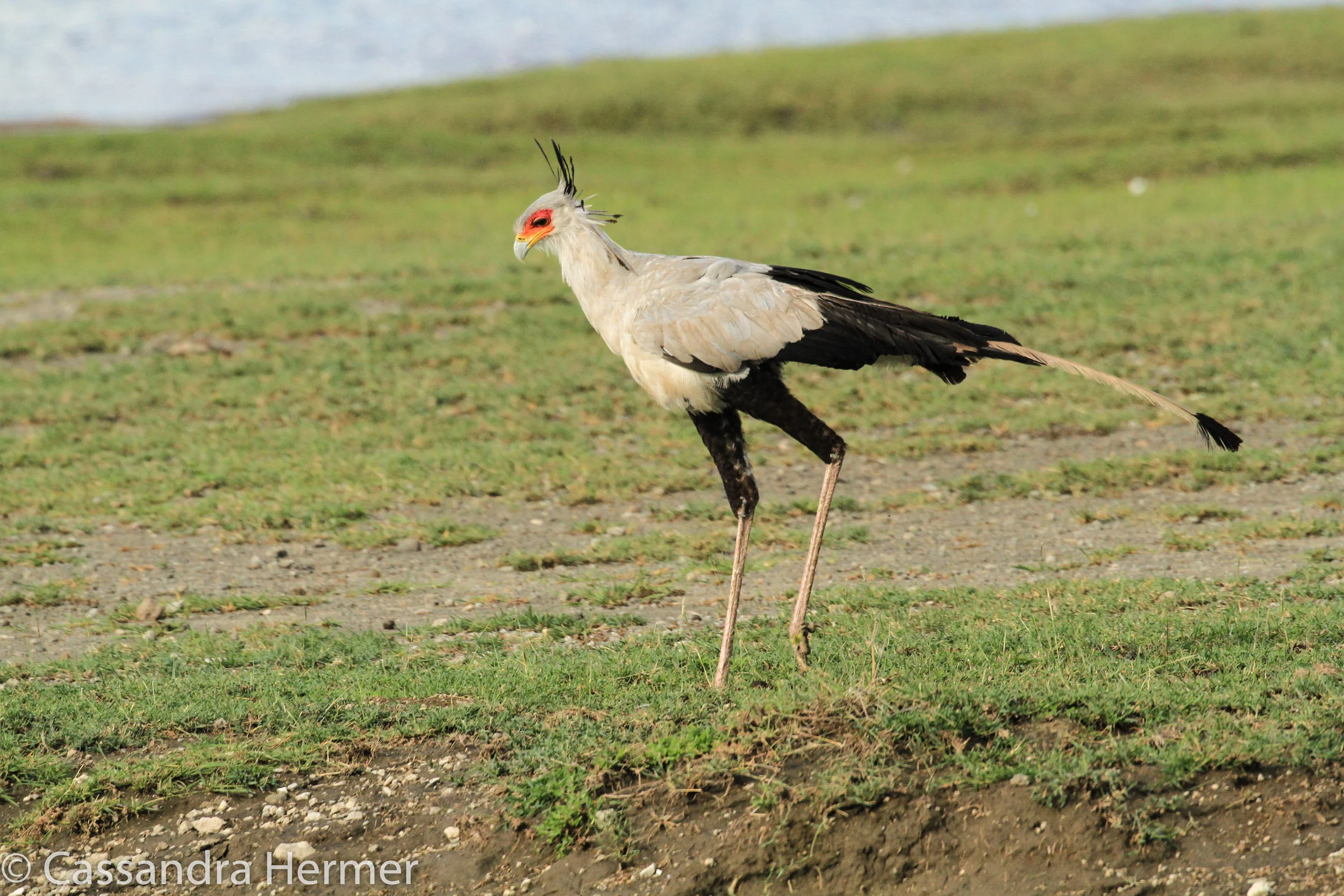  Secretary Bird 