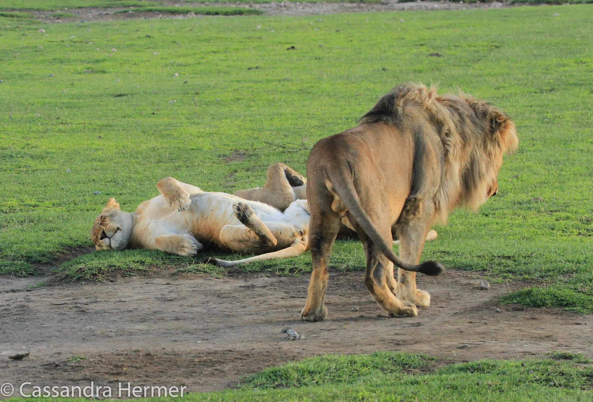  Each time after mating the female rolls on her back to promote conception. 