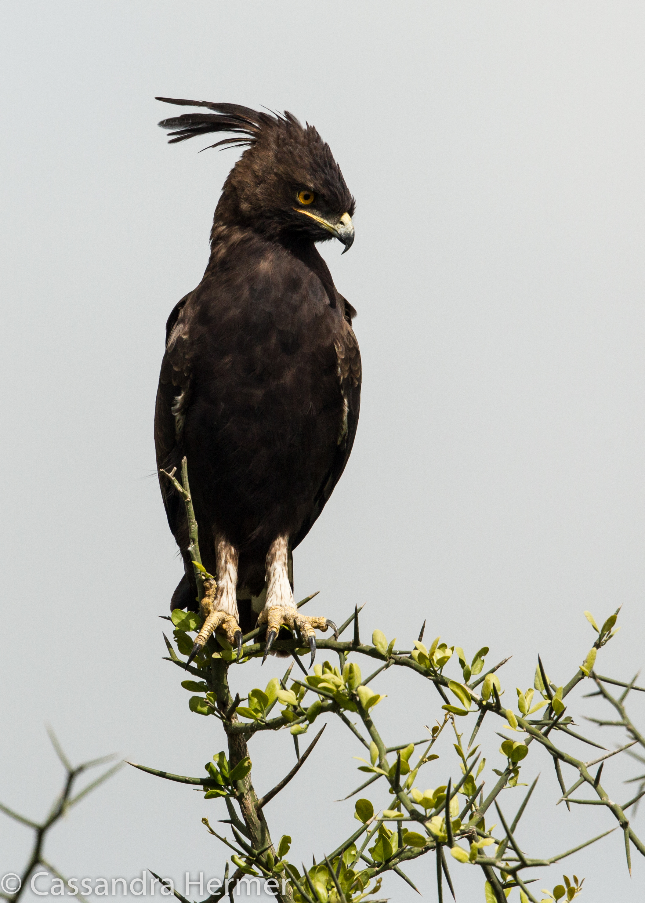  Long-crested Eagle 