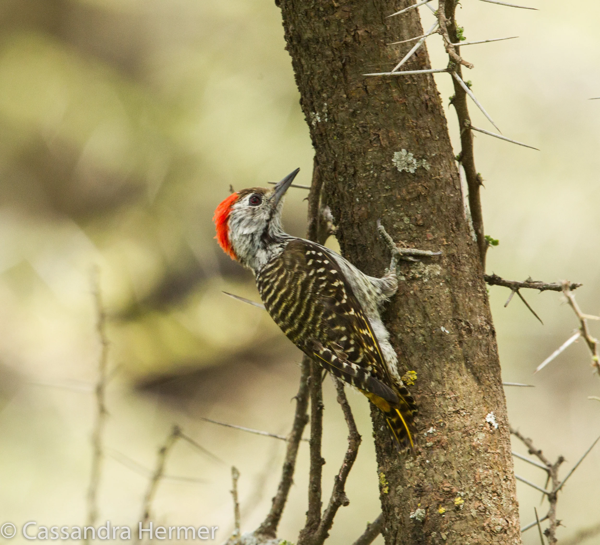  Nubian Woodpecker 