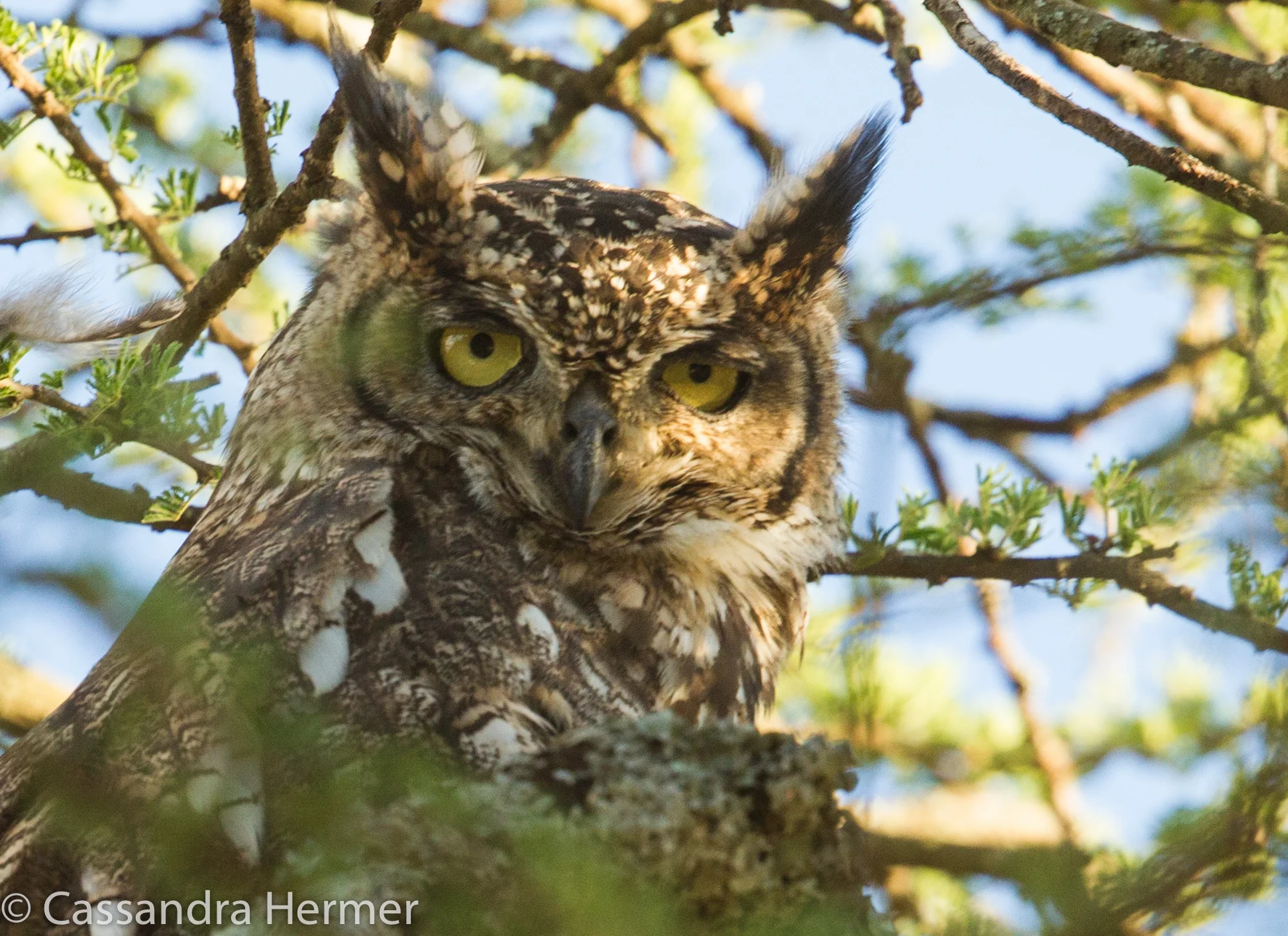  Spotted Eagle-Owl 