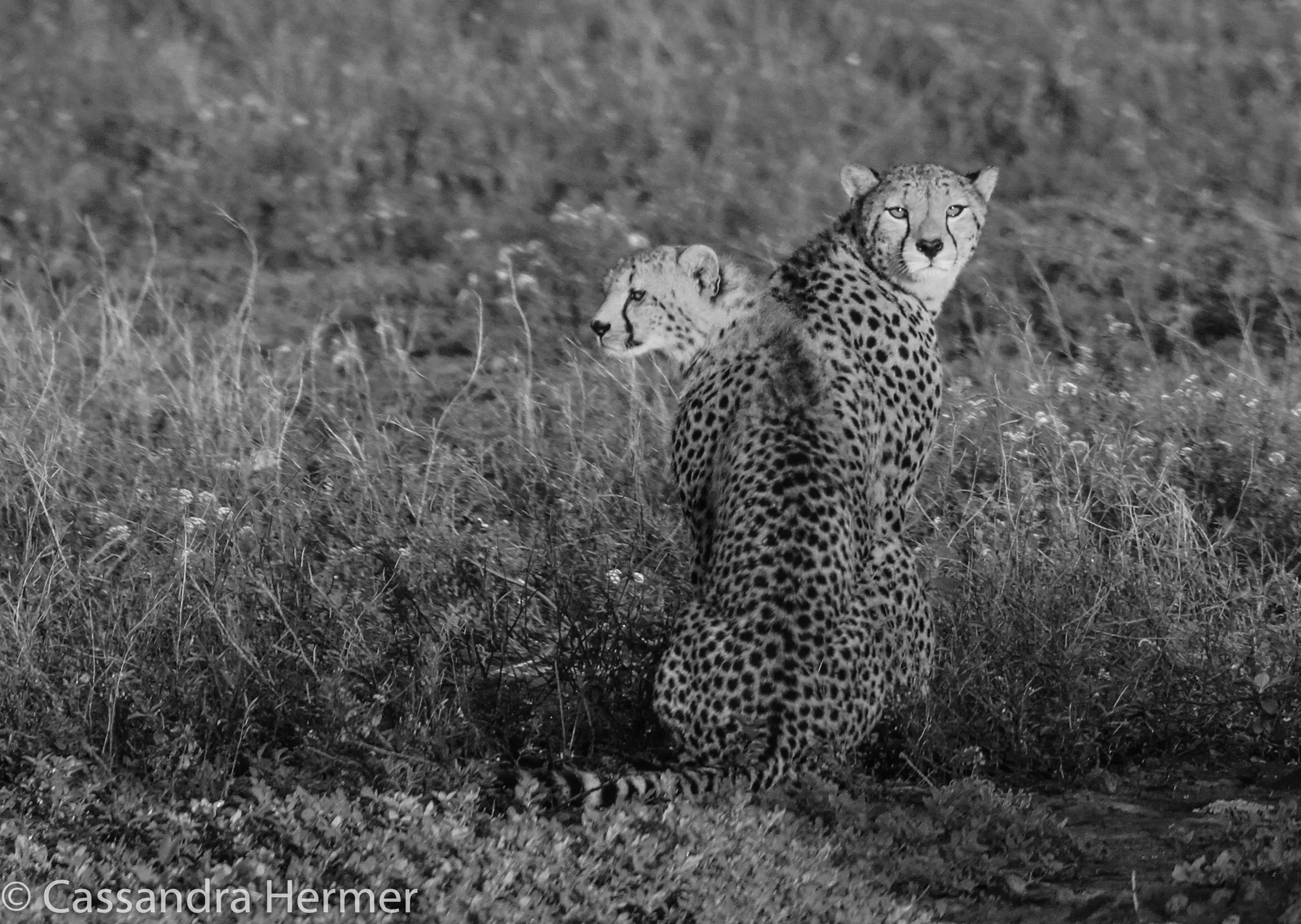  Siblings cheetahs. We saw many cheetahs this trip. 