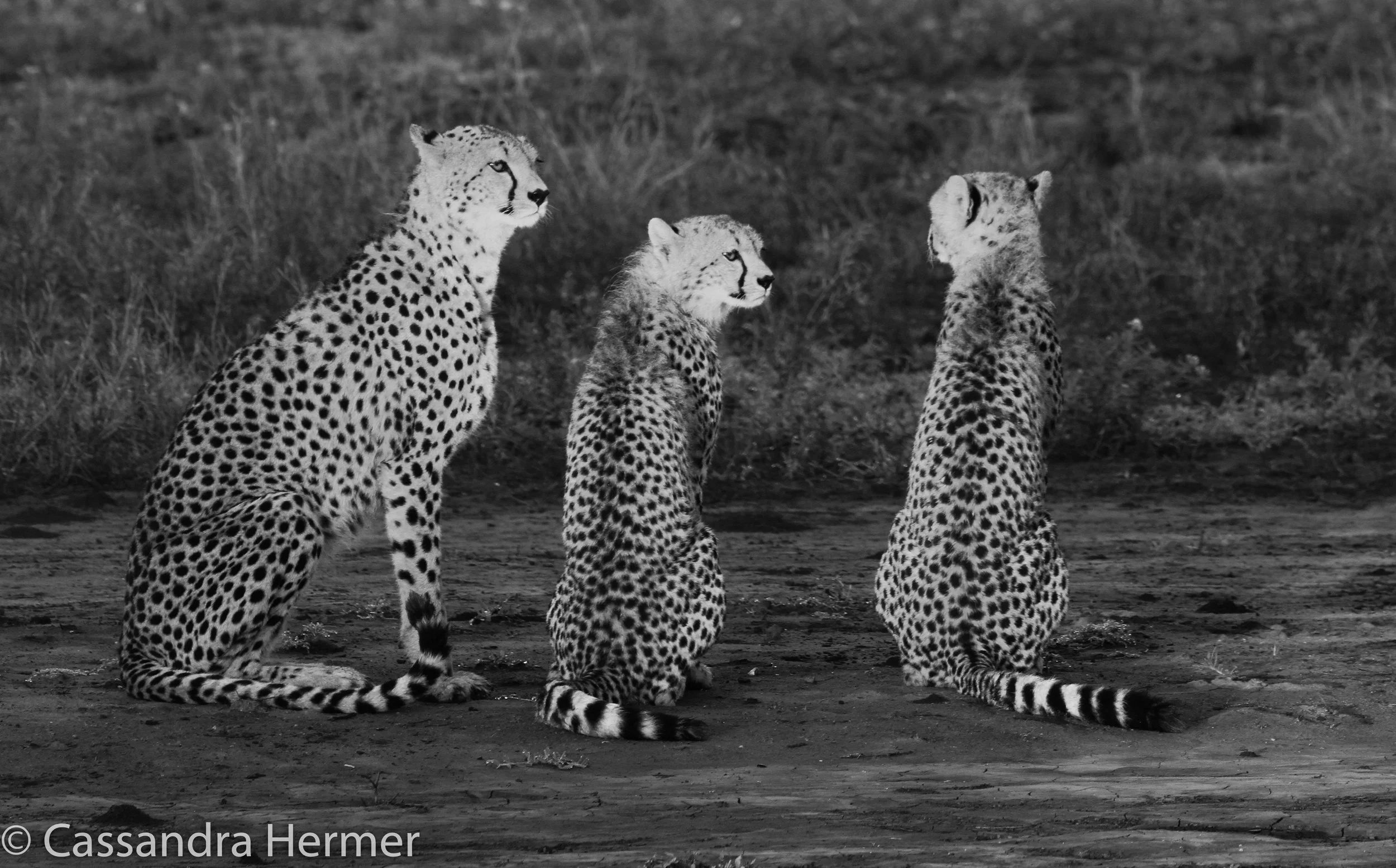  This pride of cheetahs is mom and her two juvenile cubs 