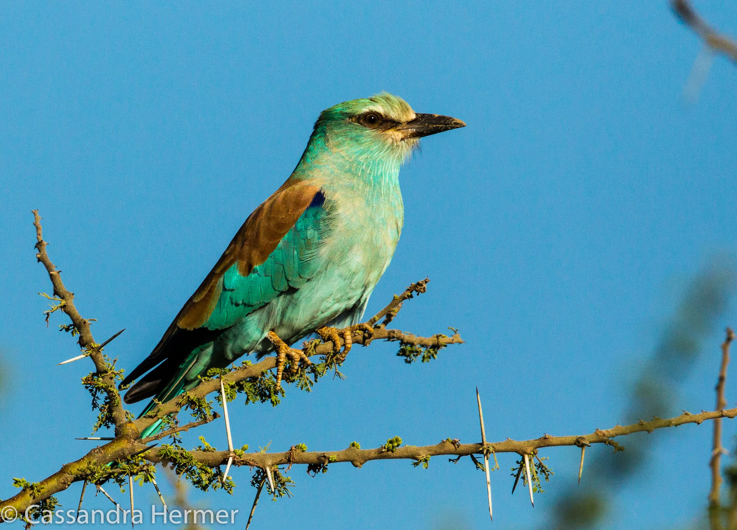  Eurasian Roller 