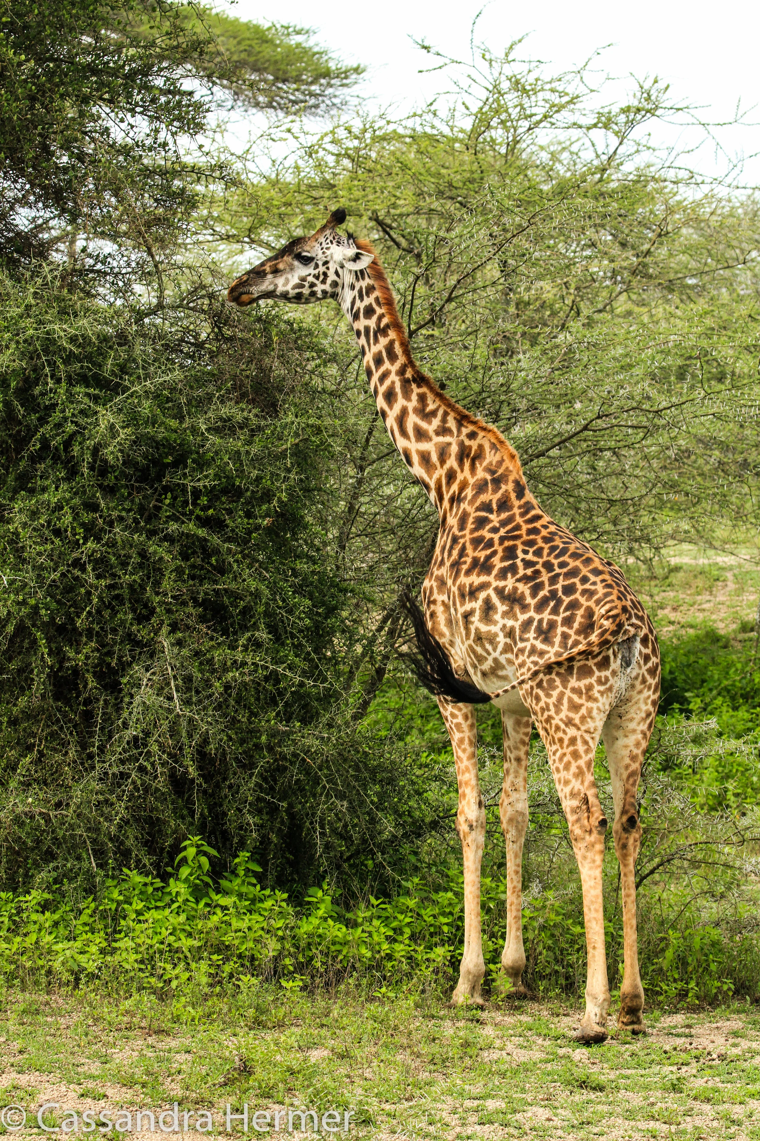  Masai Giraffe 