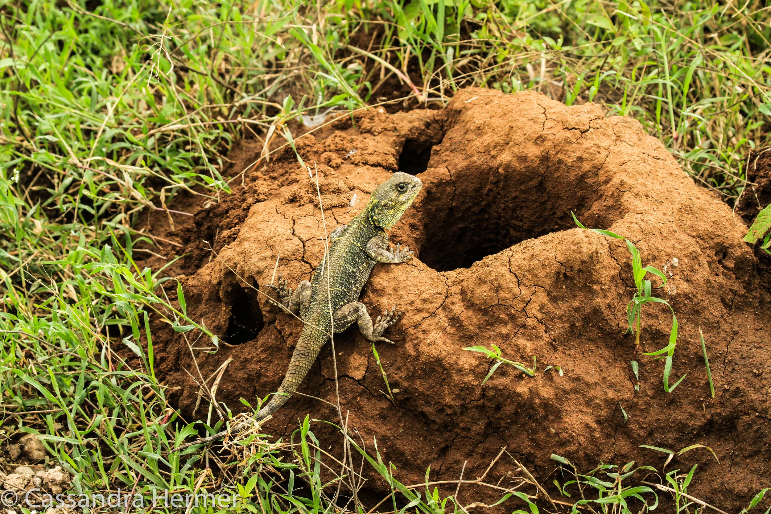  I never pass up a lizard photo. 