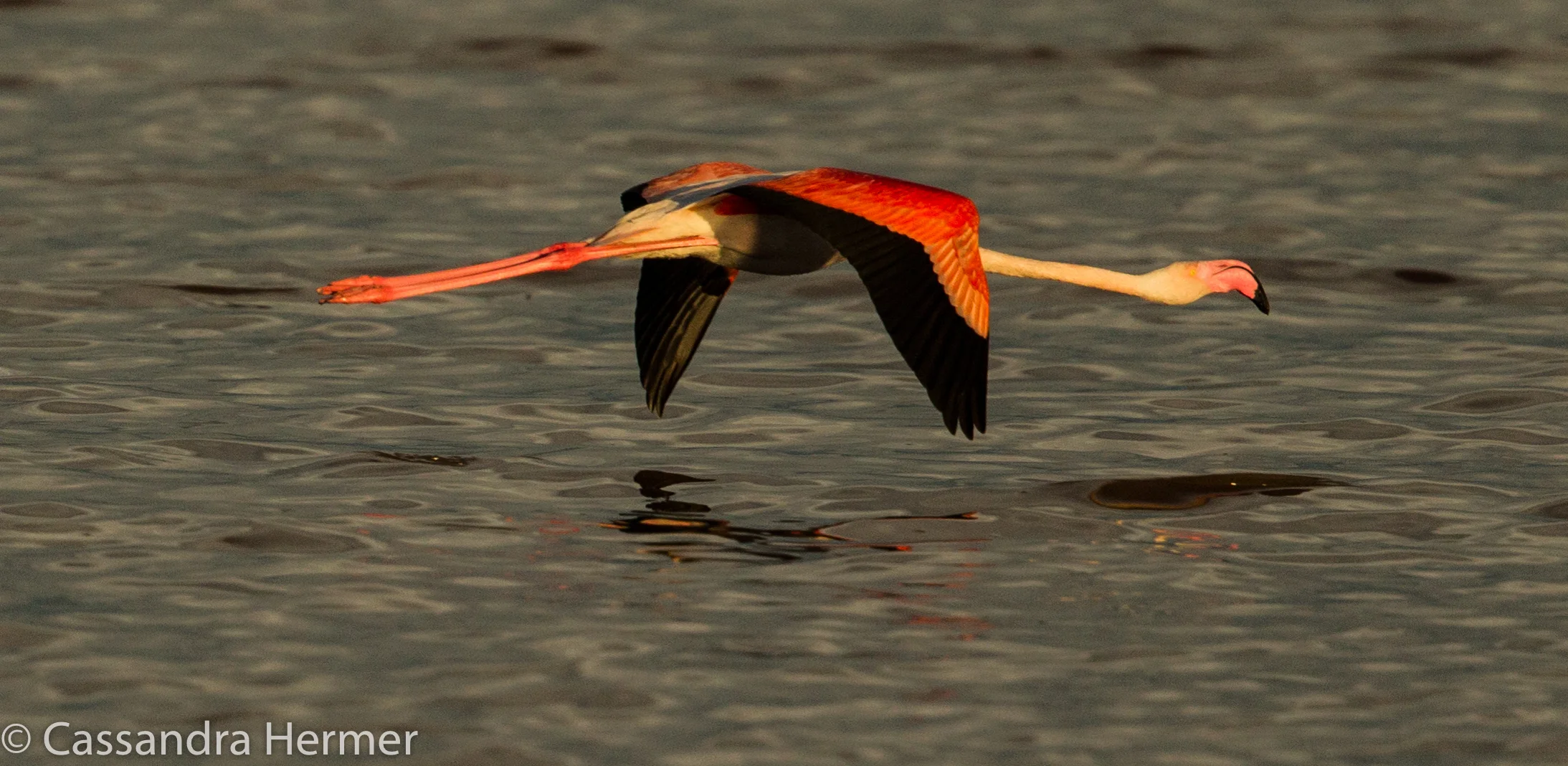  Greater Flamingo 