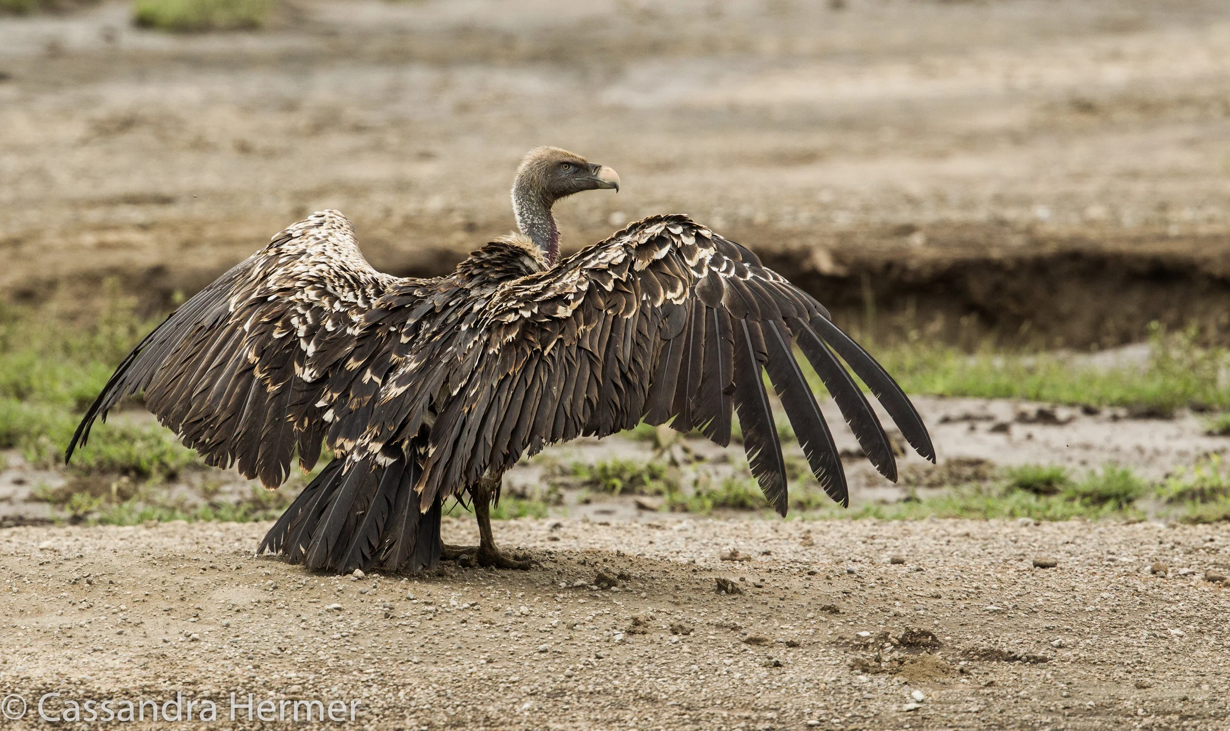  Ruppell’s Vulture 
