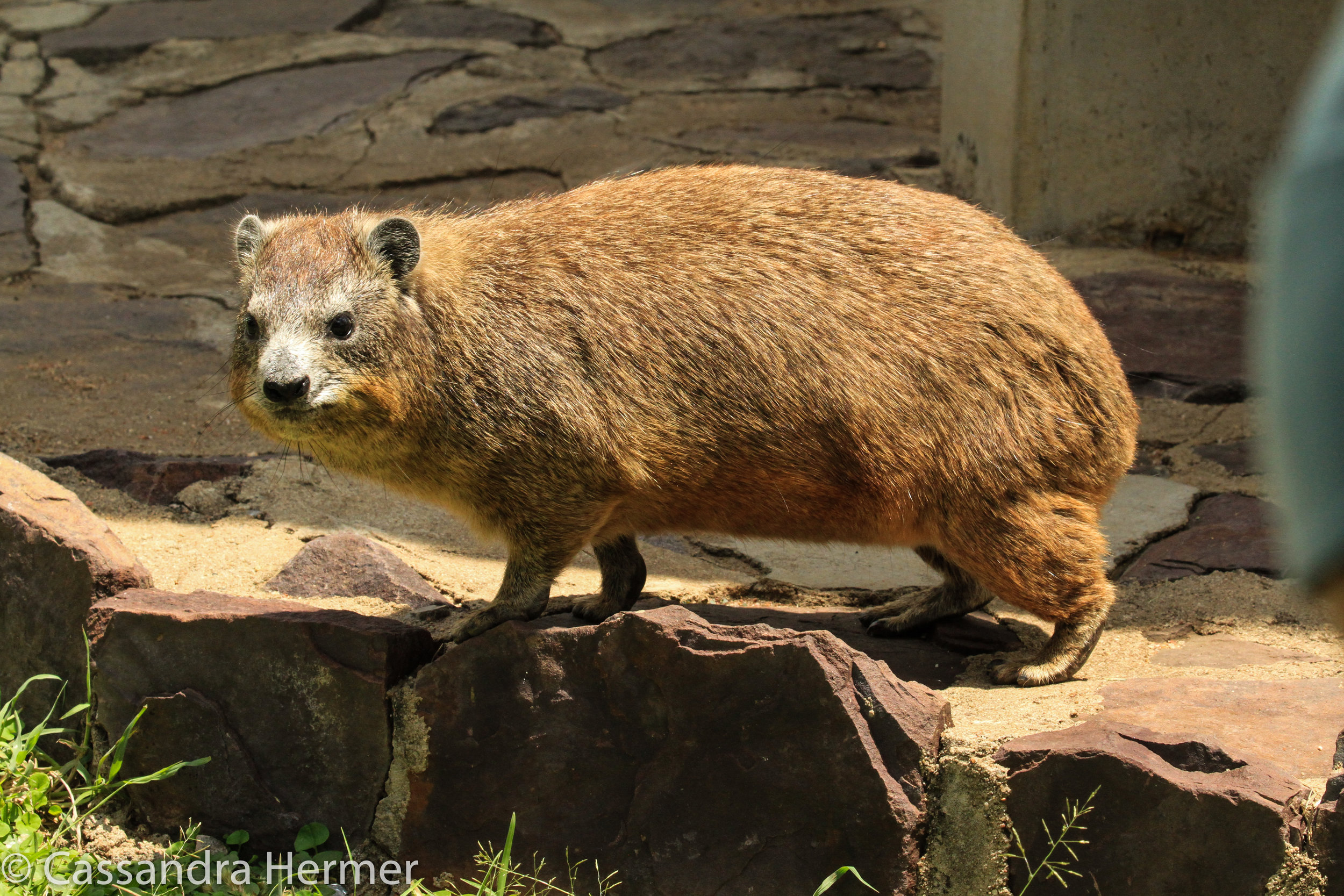  Rock Hyrax. Weighs in between 4.5 - 11 pounds. 