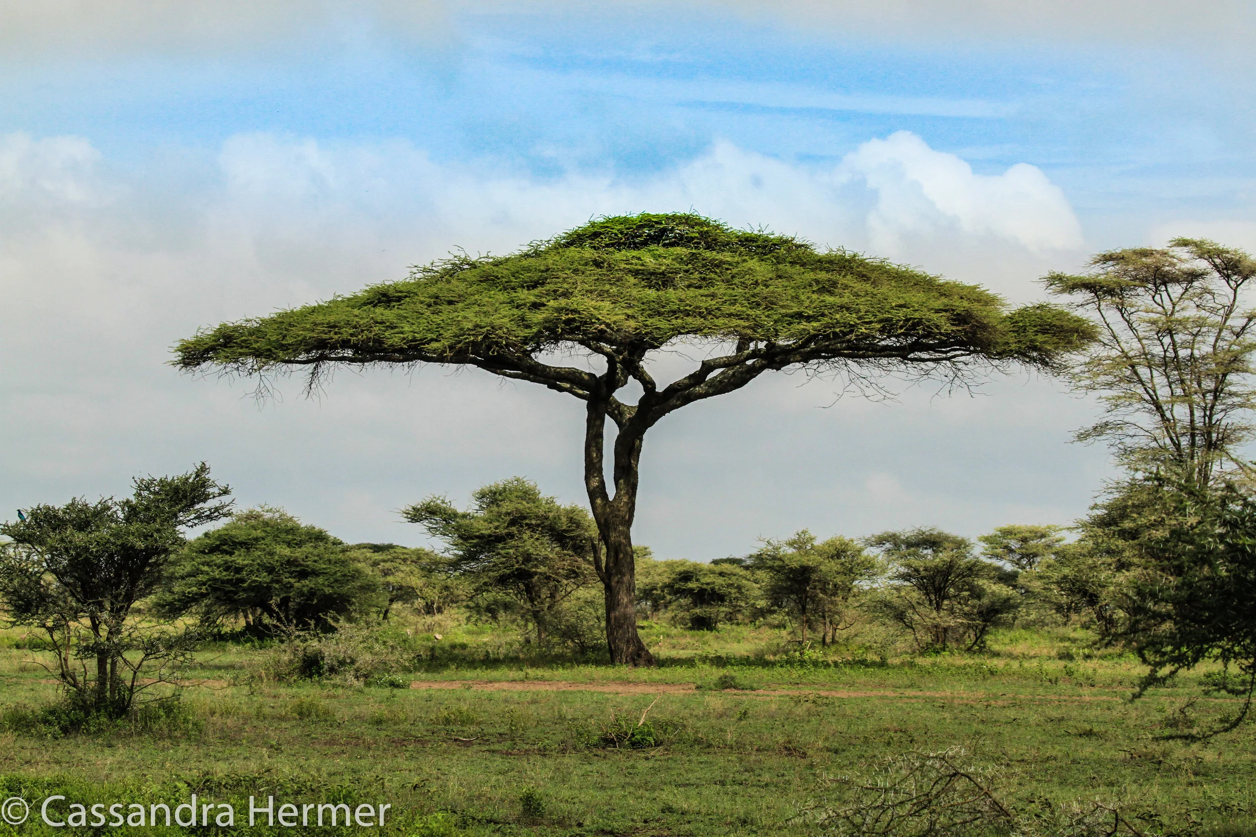  Flat topped Acacia Tree 