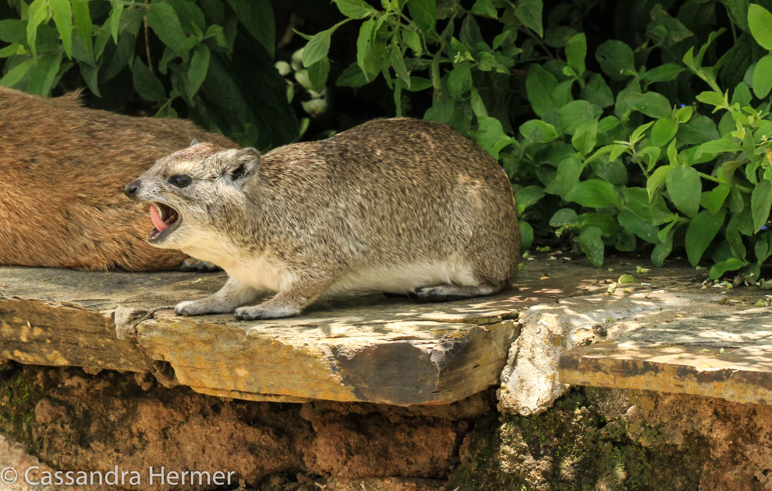  Yellow-spotted Rock Hyrax. Hyrax share a common ancestor with  the elephant, aardvark and dugong. They weigh in about 4.5- 11 pounds. 