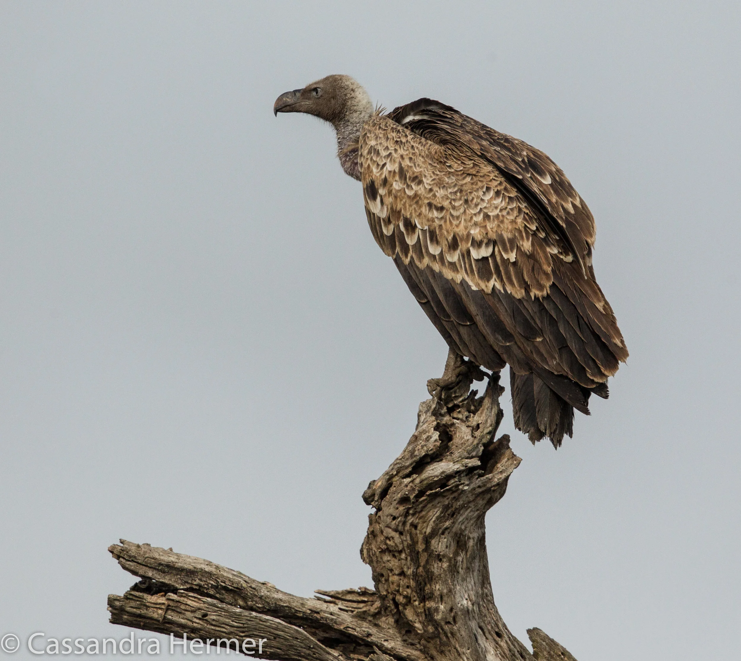  African White-backed Vulture 