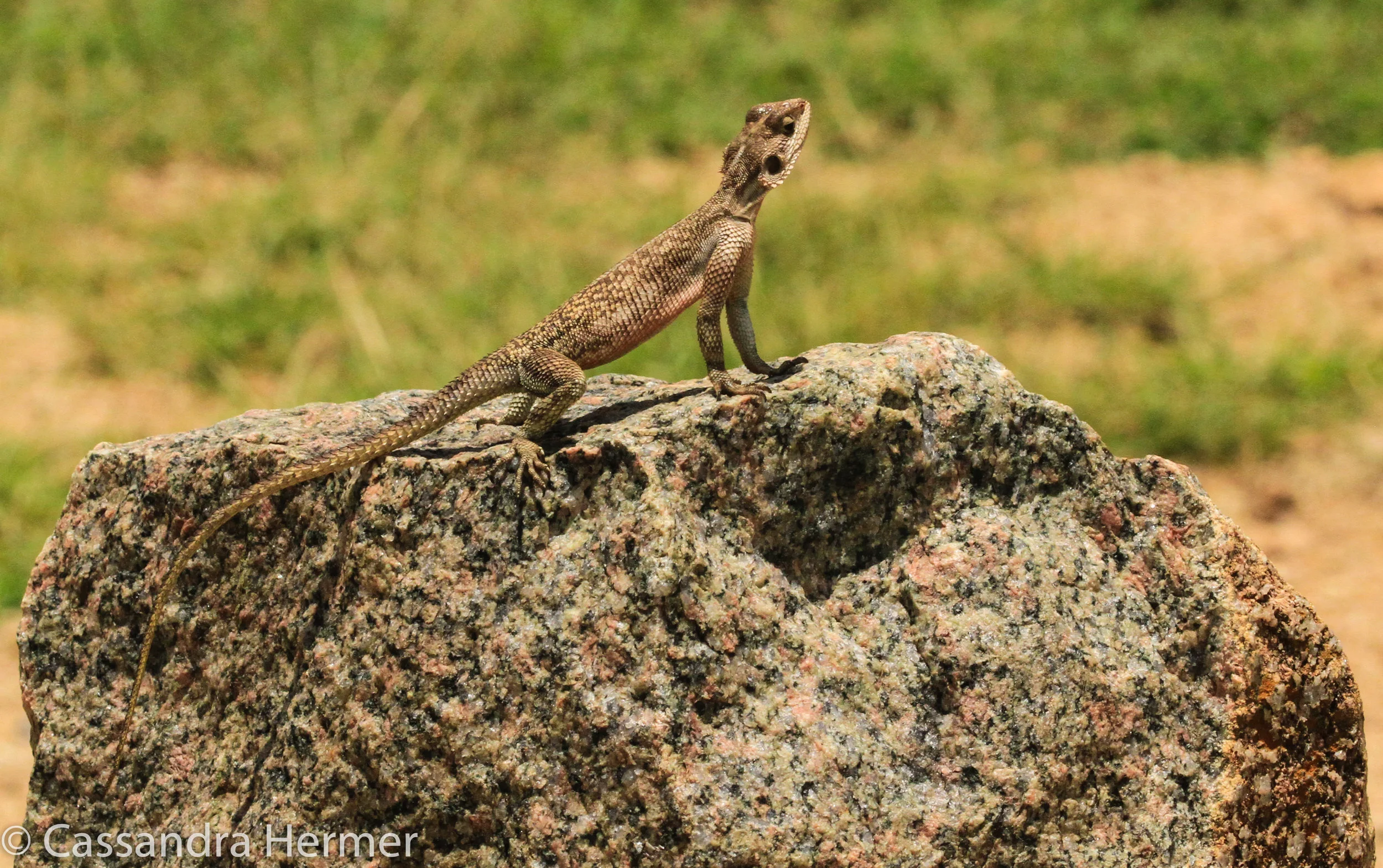 Another lizard I couldn’t pass up. 