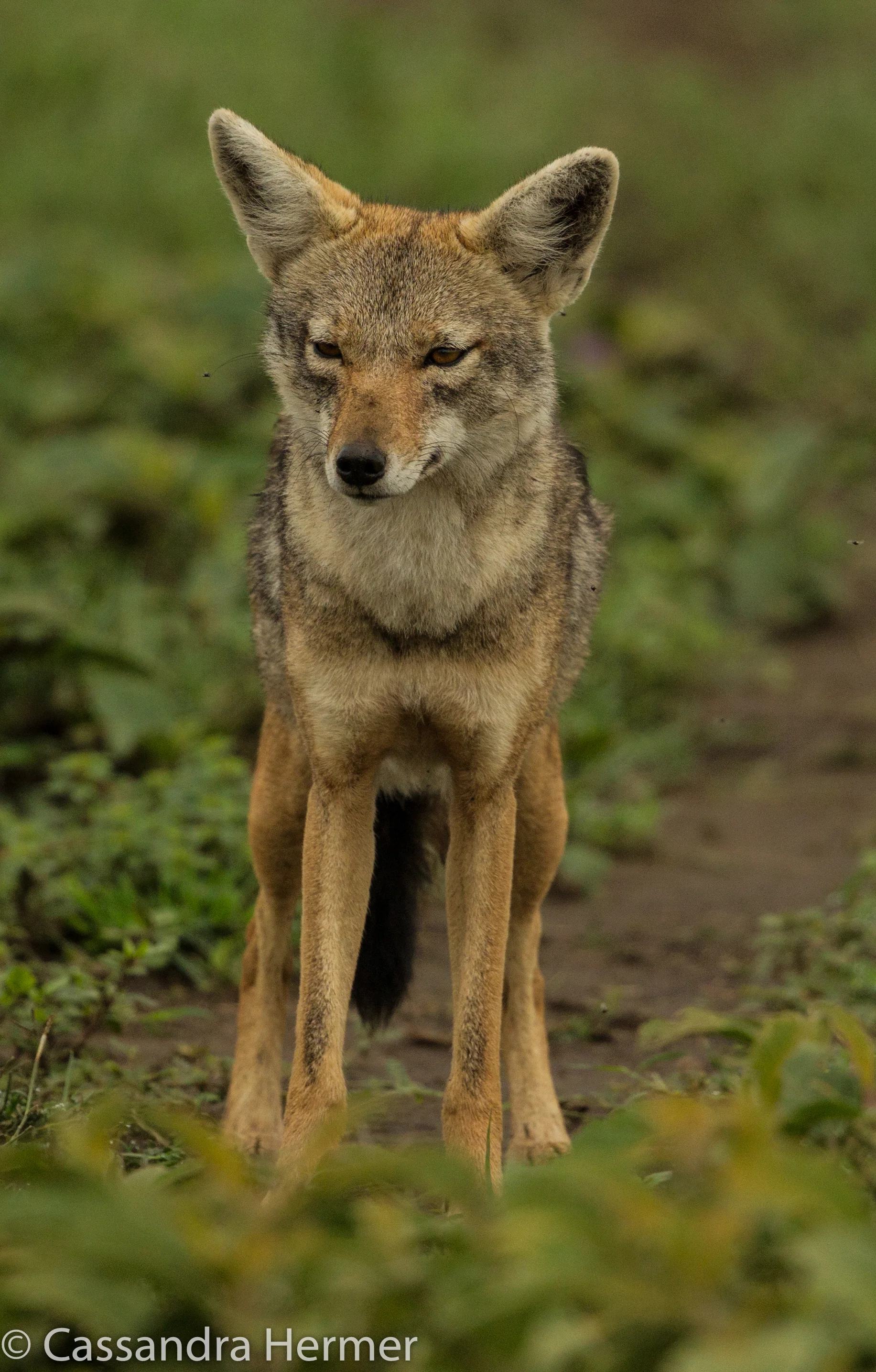  Black-backed Jackal 