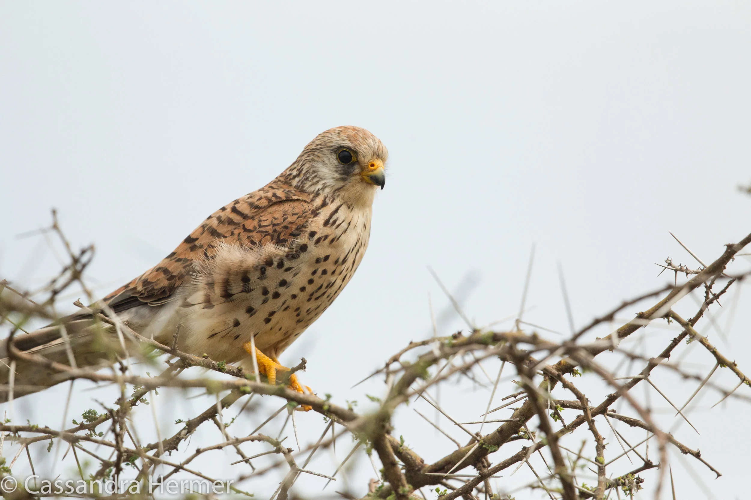  Greater Kestrel 