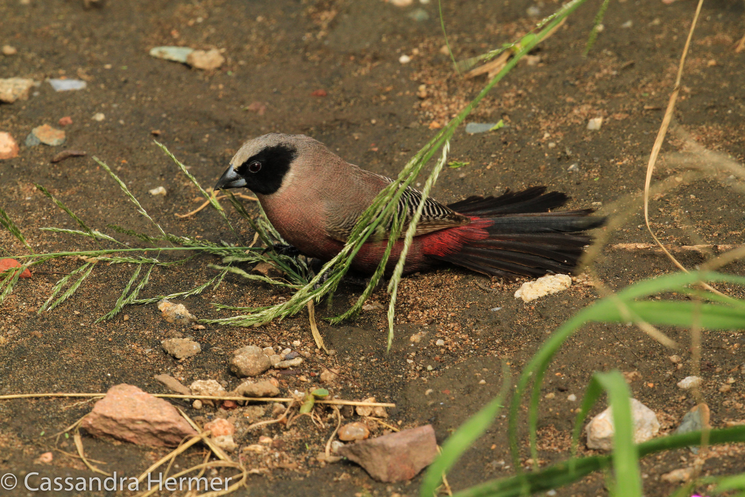  Black-faced ( Blackcheeked) Waxbill 