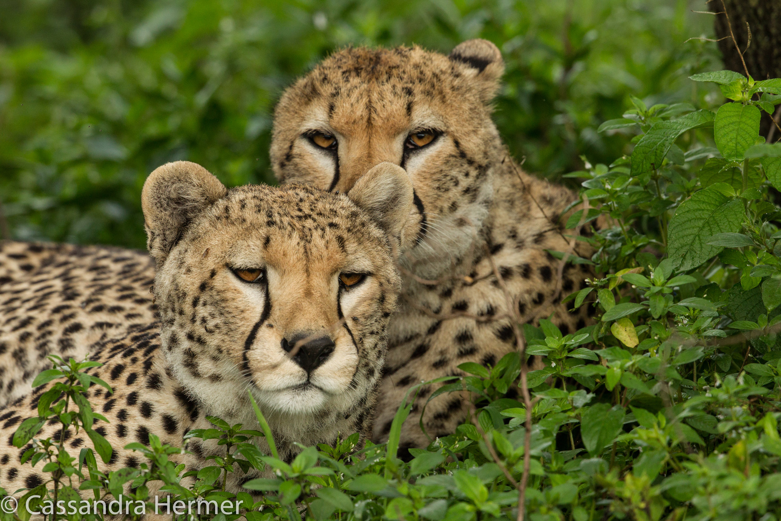  Sibling Cheetahs. 