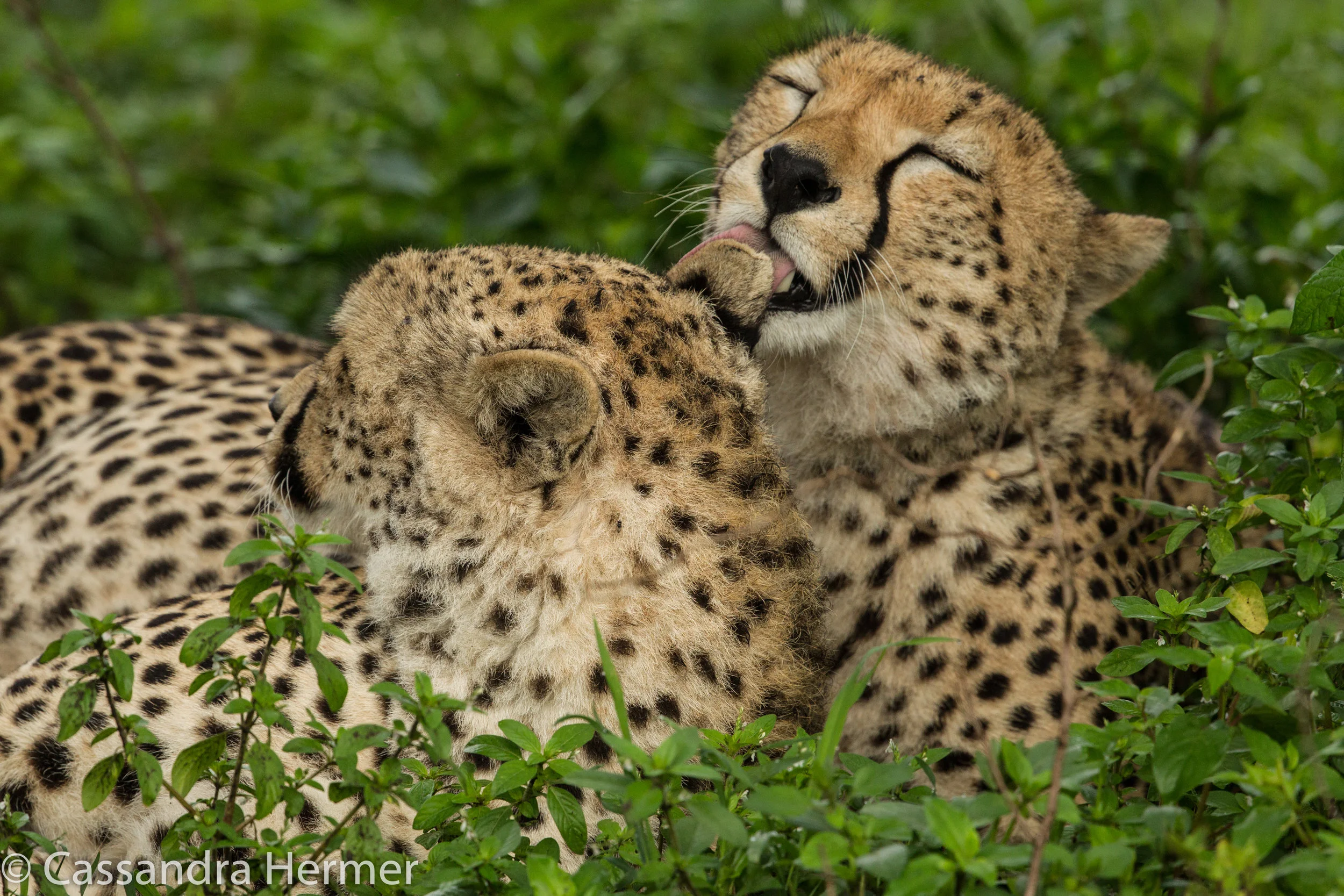  As I mentioned, saw a lot of cheetahs.  