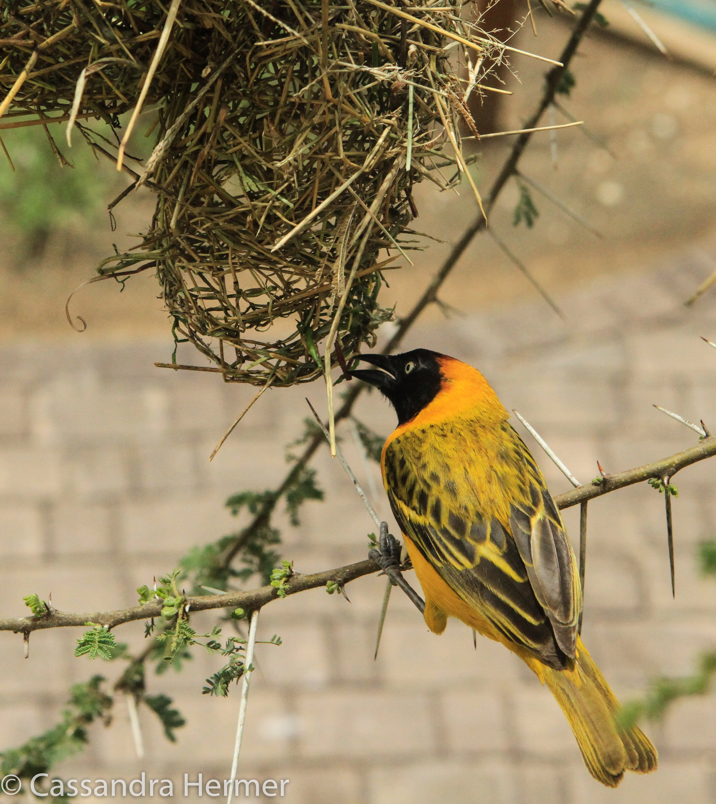  Black-headed Weaver (m) making a nest. 