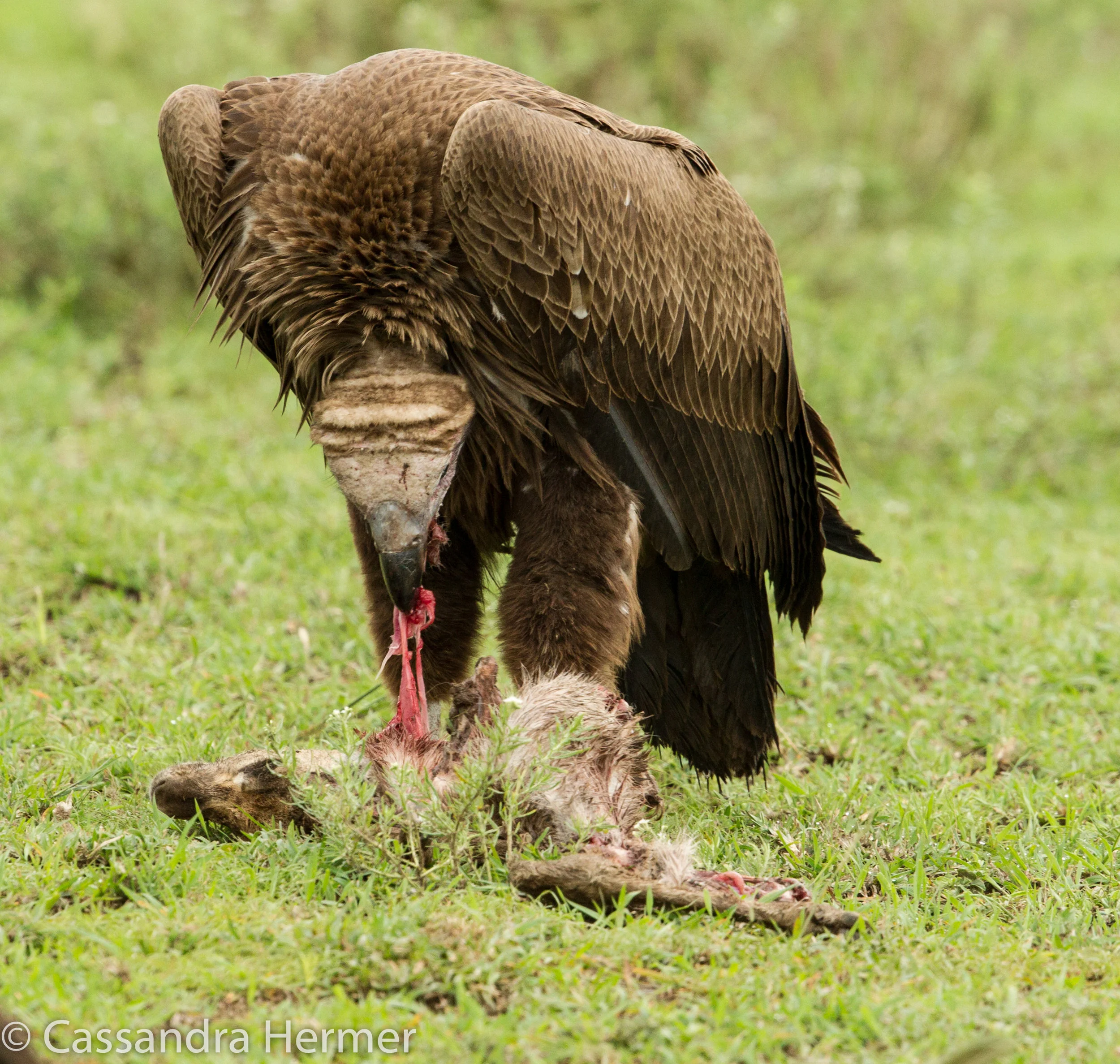  Lappet-faced Vulture ( the largest of the African vultures) Eating a kill of a baby wildebeest. 