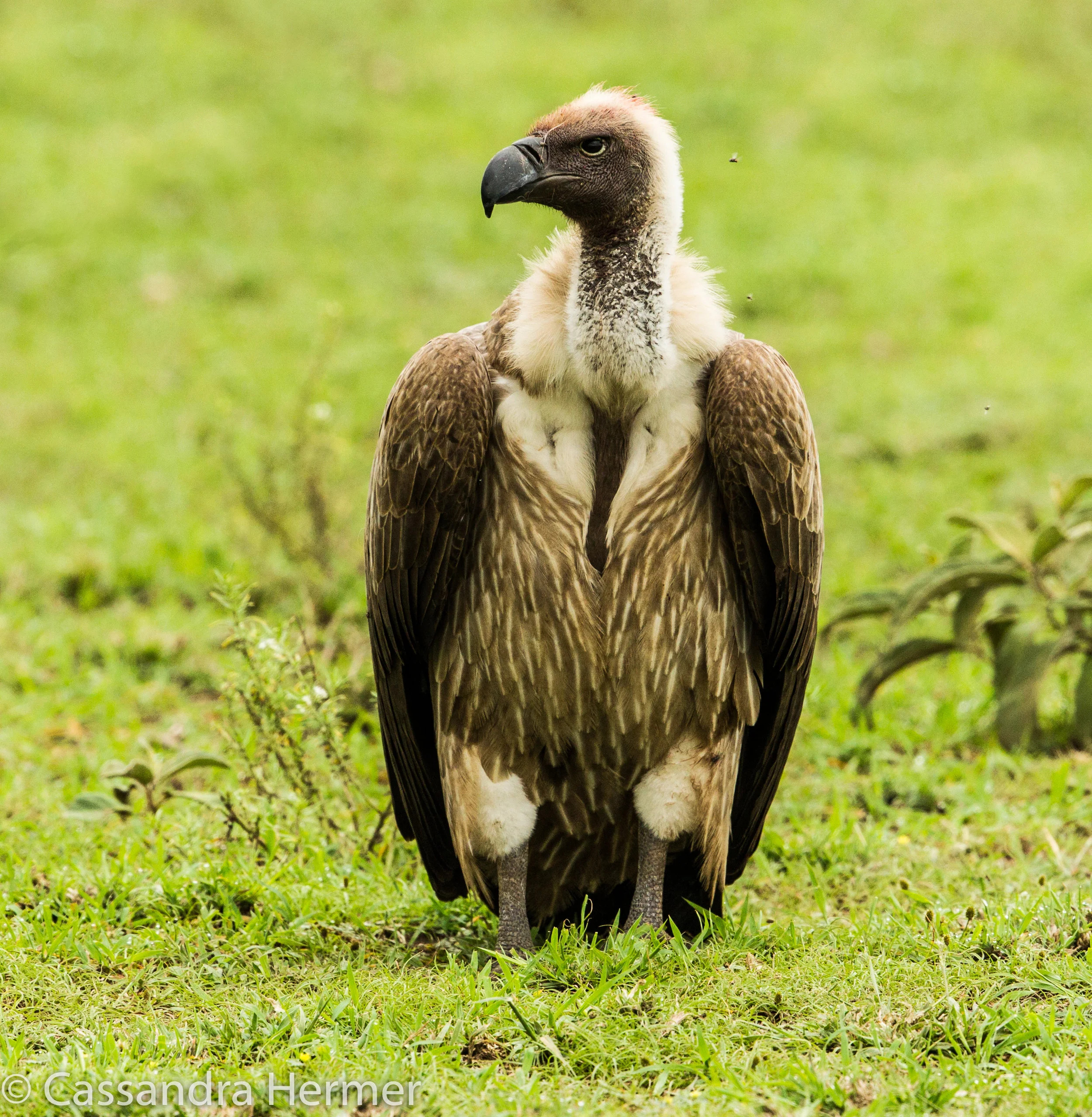  African White-backed Vulture 