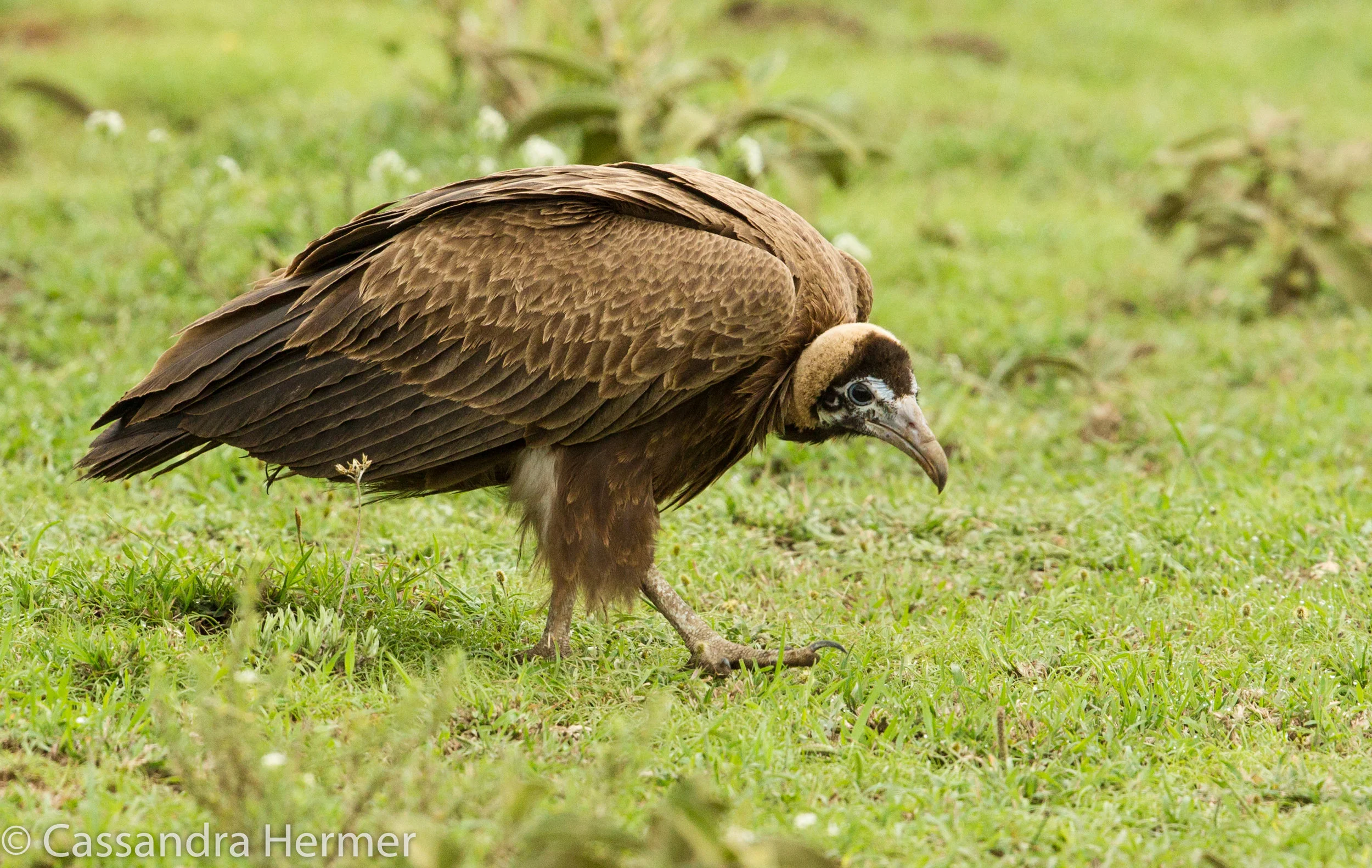  Hooded Vulture 