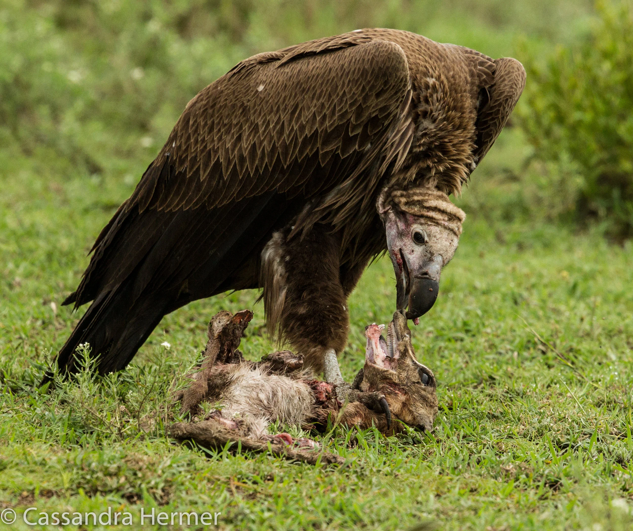  Lappet-face Vulture,eating a baby wildebeest. 