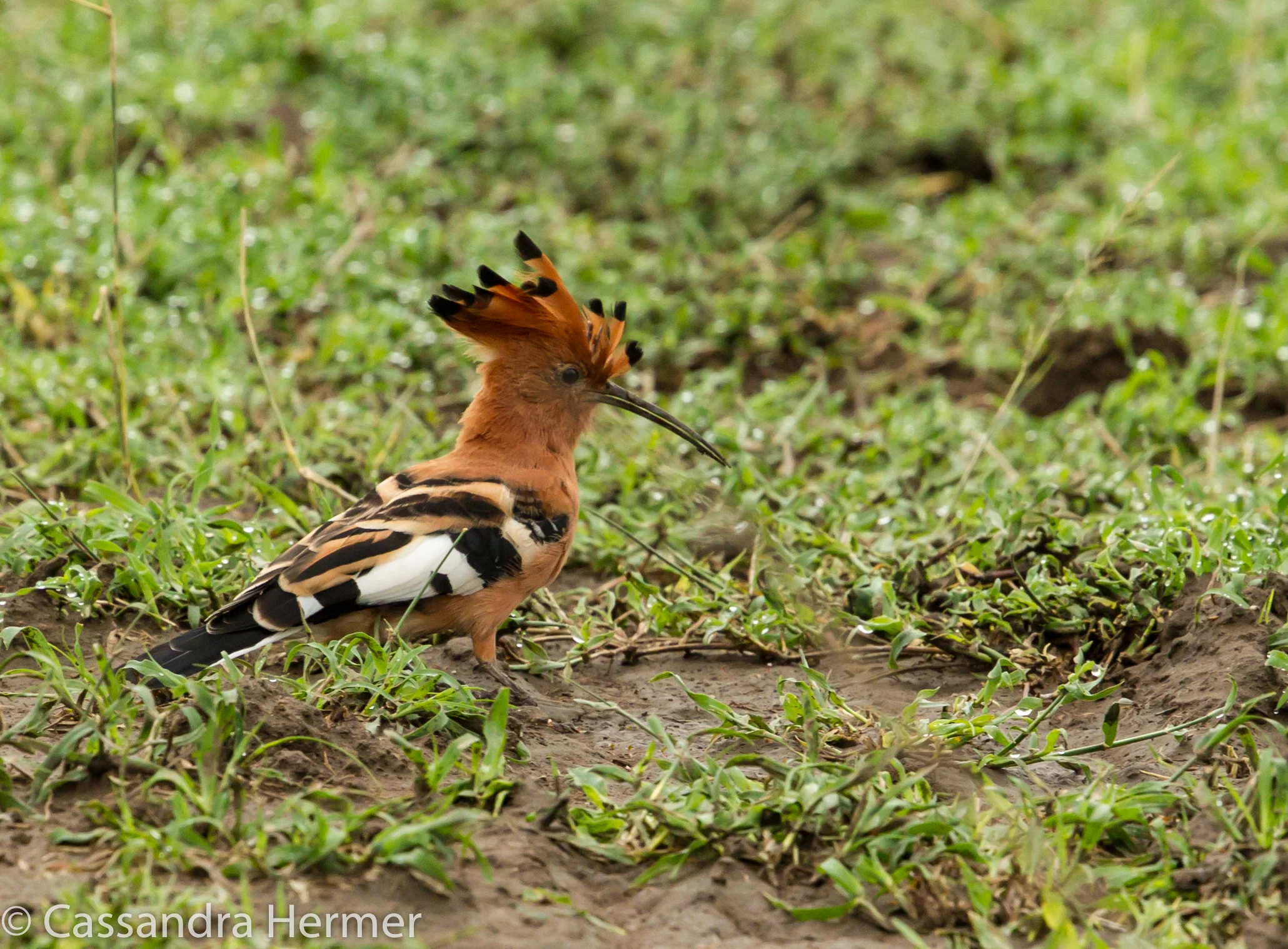  African Hoopoe 